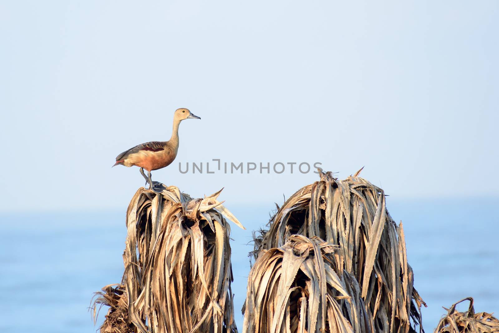 Lesser Indian whistling duck (Dendrocygna javanica), a tree nesting wetland water bird with brown long neck dark gray bill legs spotted sitting on dry leaves marshes. Gaga Wildlife Sanctuary Gujarat