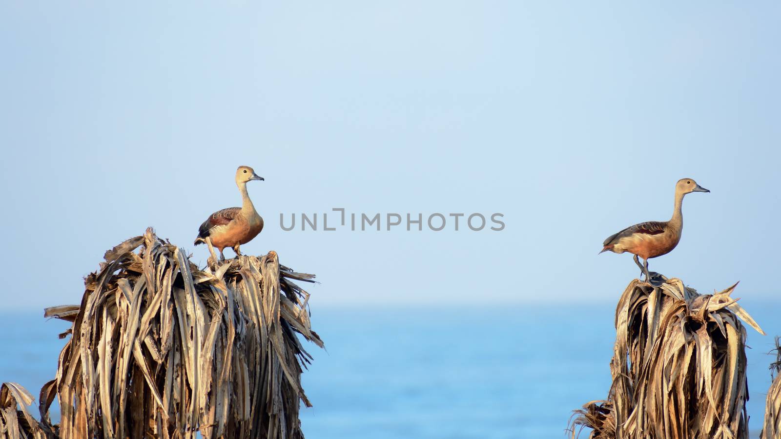 Two Lesser Indian whistling duck (Dendrocygna javanica), a tree nesting wetland water bird with brown long neck and dark gray bill legs spotted sitting on dry leaves. Chilika Lake Odisha India Asia by sudiptabhowmick