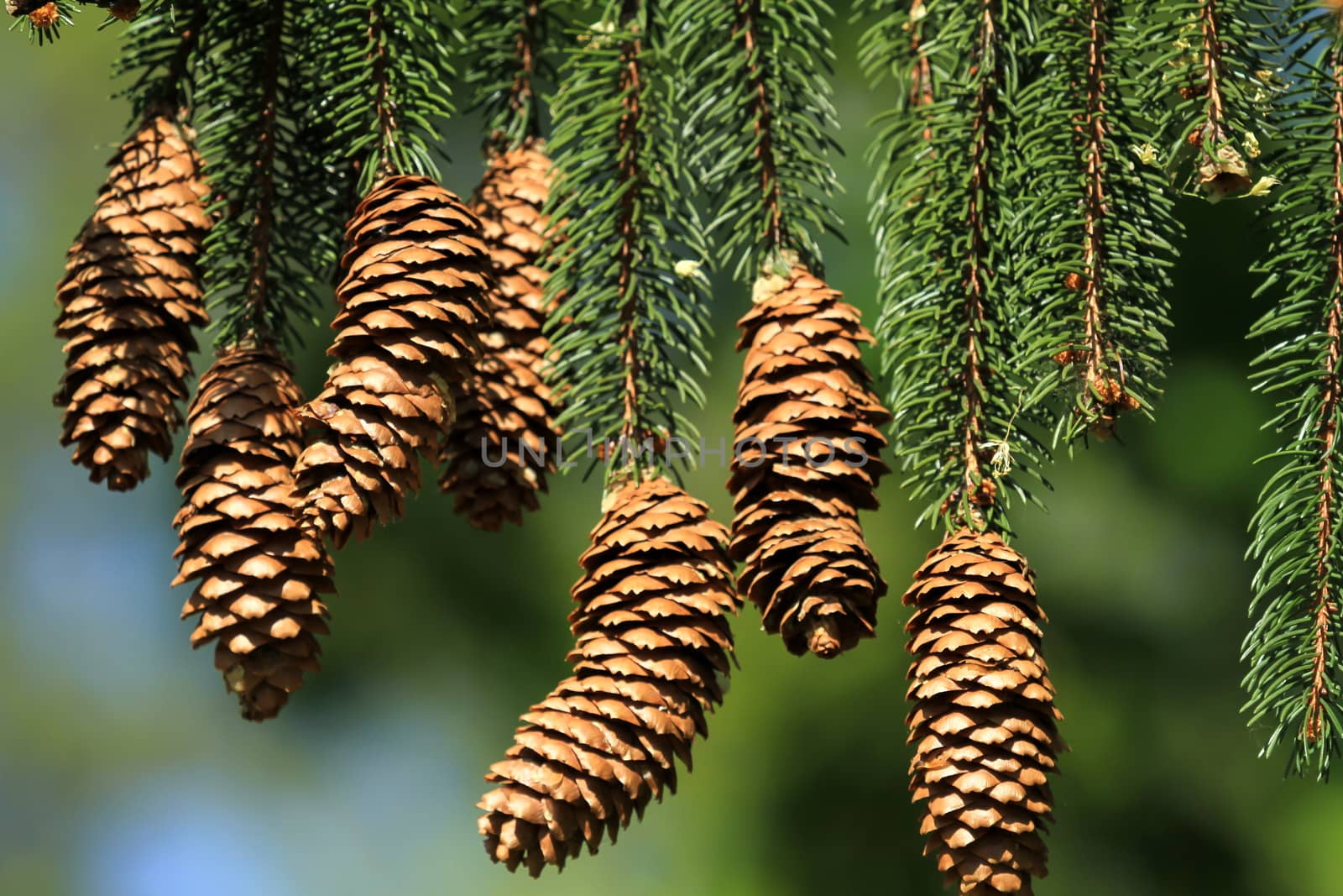 very beautiful pine cone on a beautiful fir tree by mariephotos