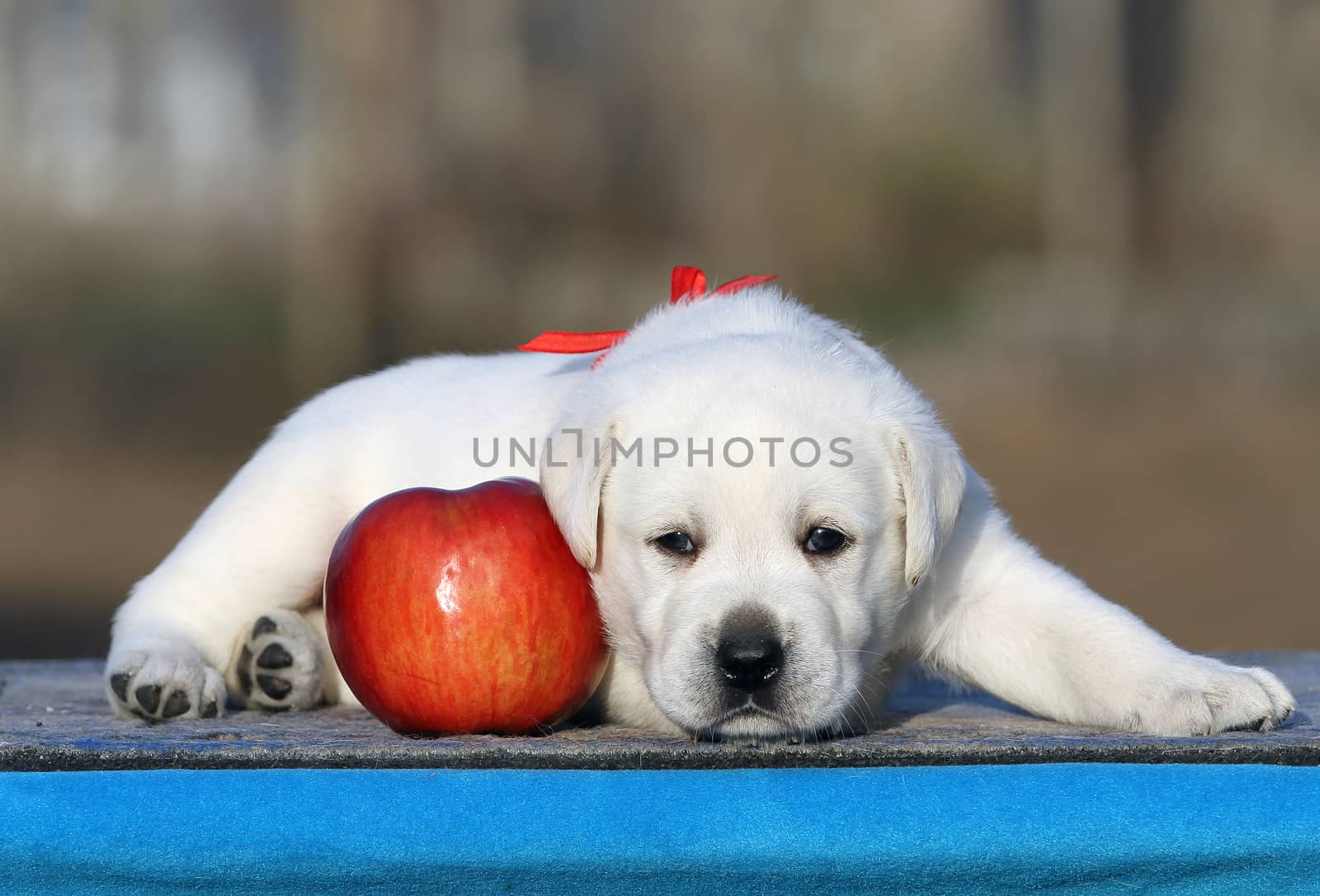 a little labrador puppy on a blue background