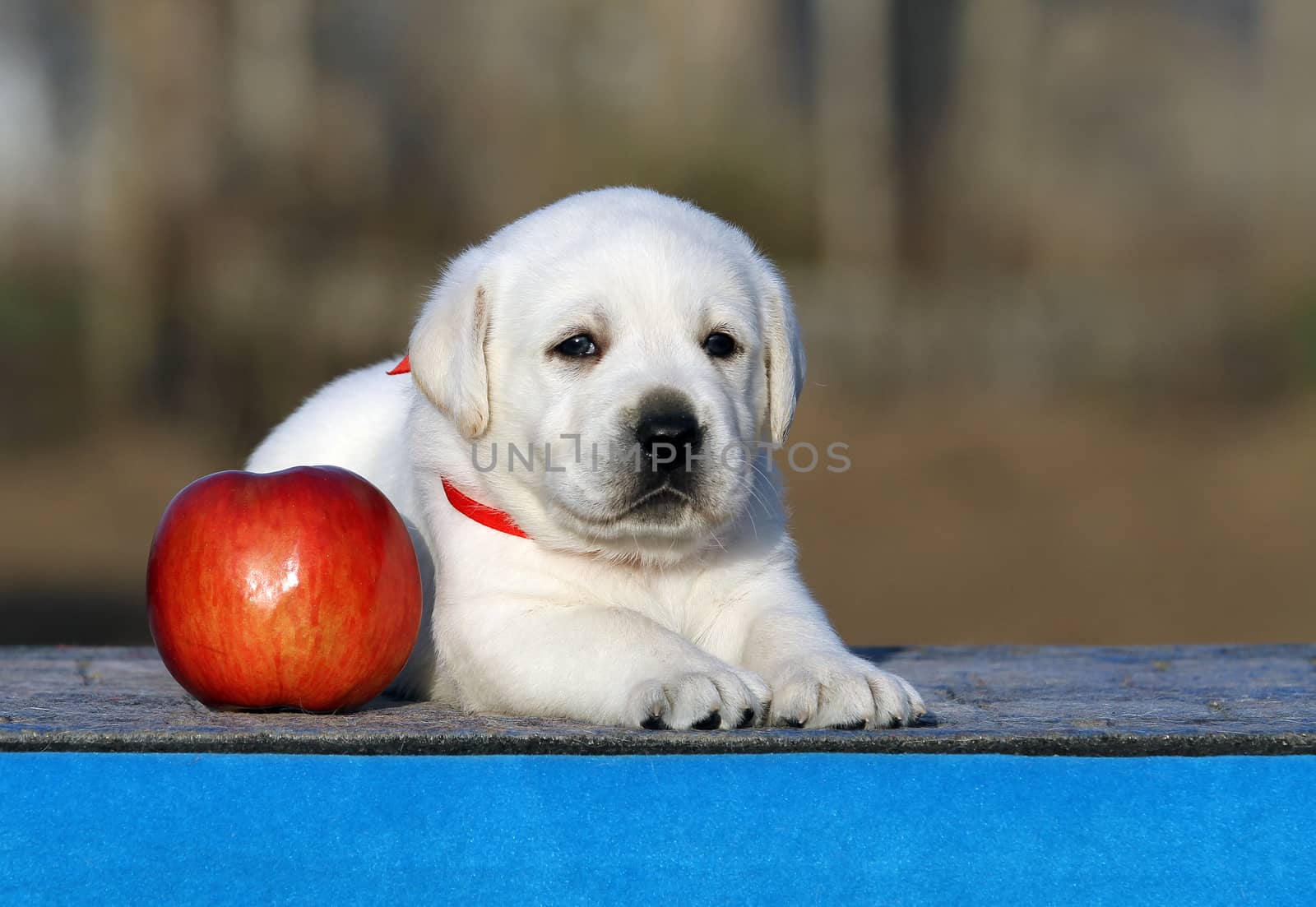 little labrador puppy on a blue background