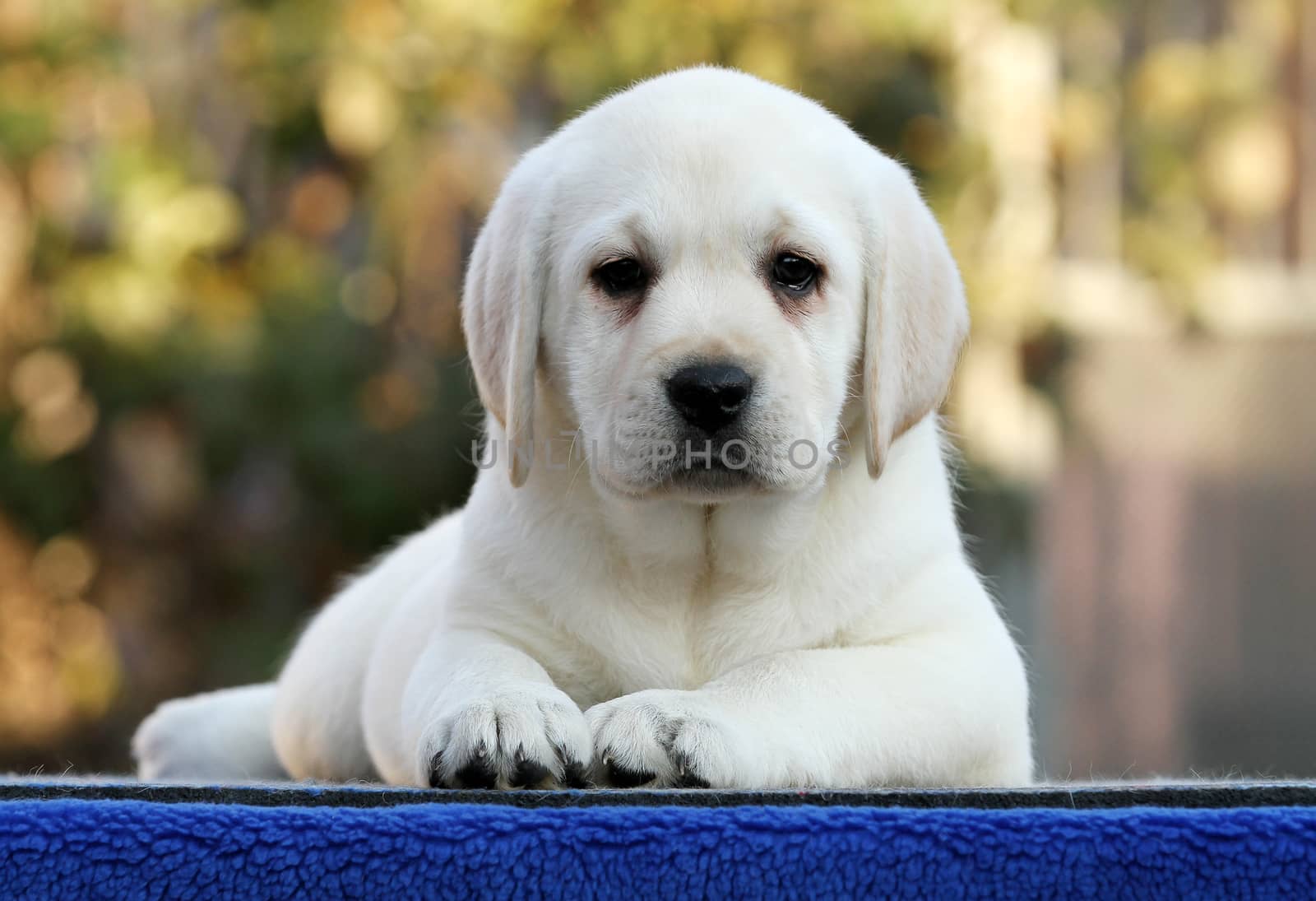 the nice little labrador puppy on a blue background