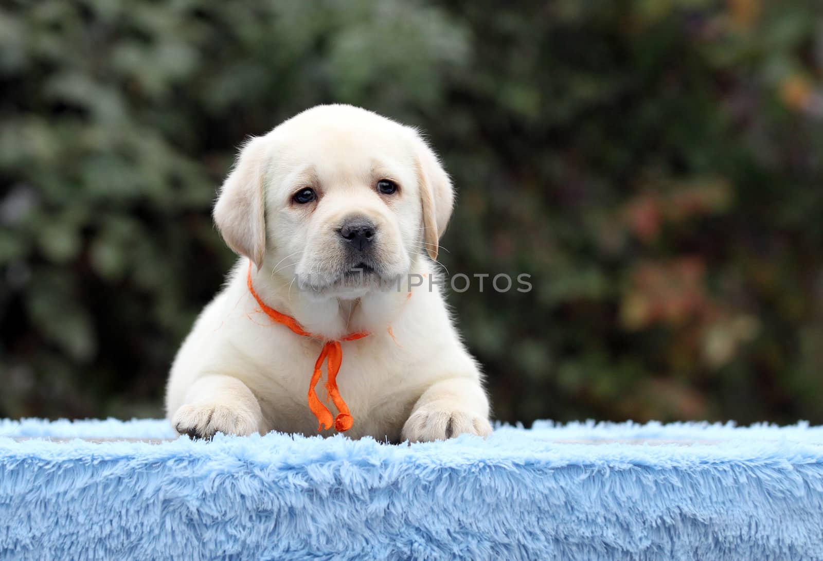the sweet nice little labrador puppy on a blue background