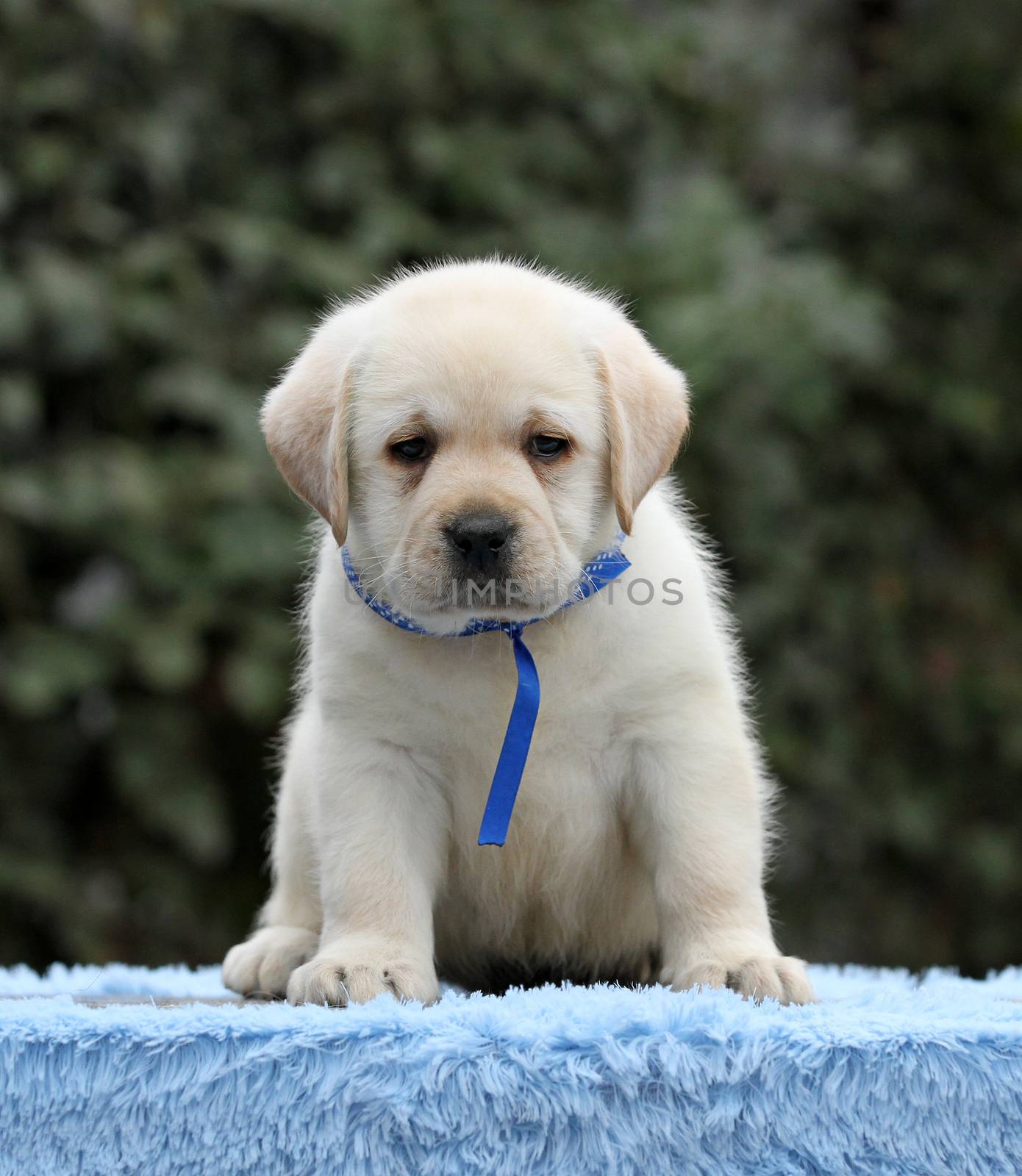 sweet nice little labrador puppy on a blue background