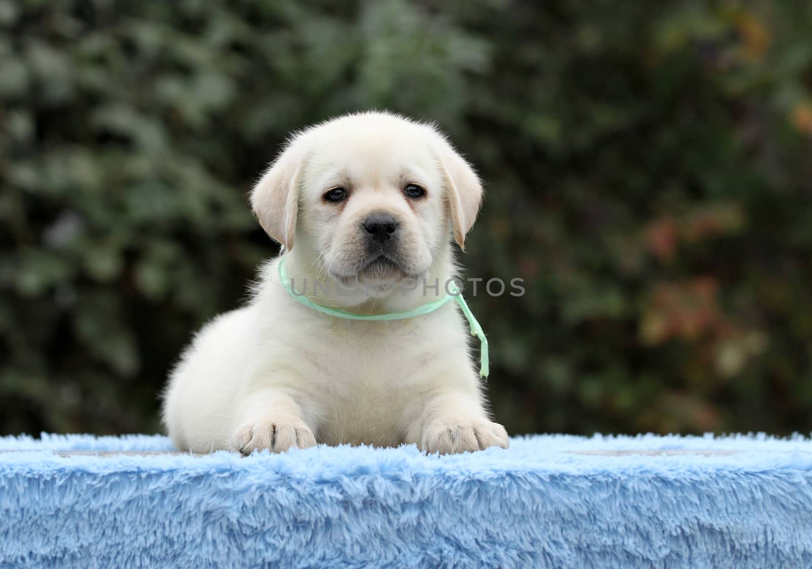 cute sweet nice little labrador puppy on a blue background