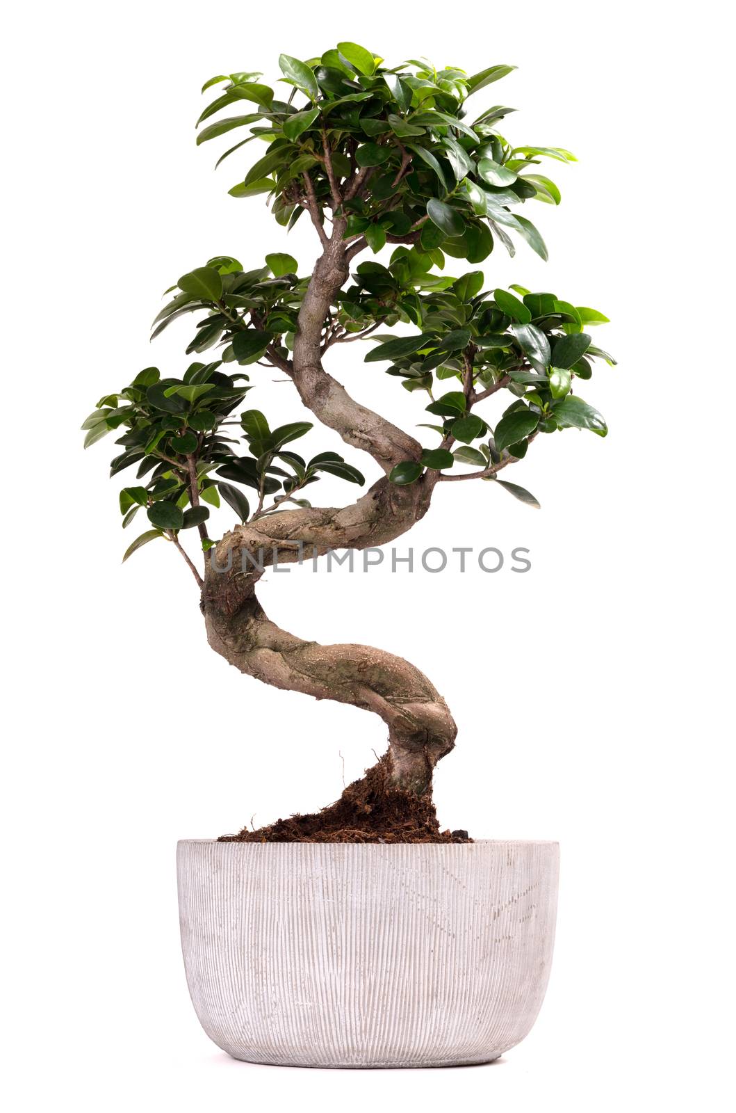 Bonsai tree potted plant by michaklootwijk