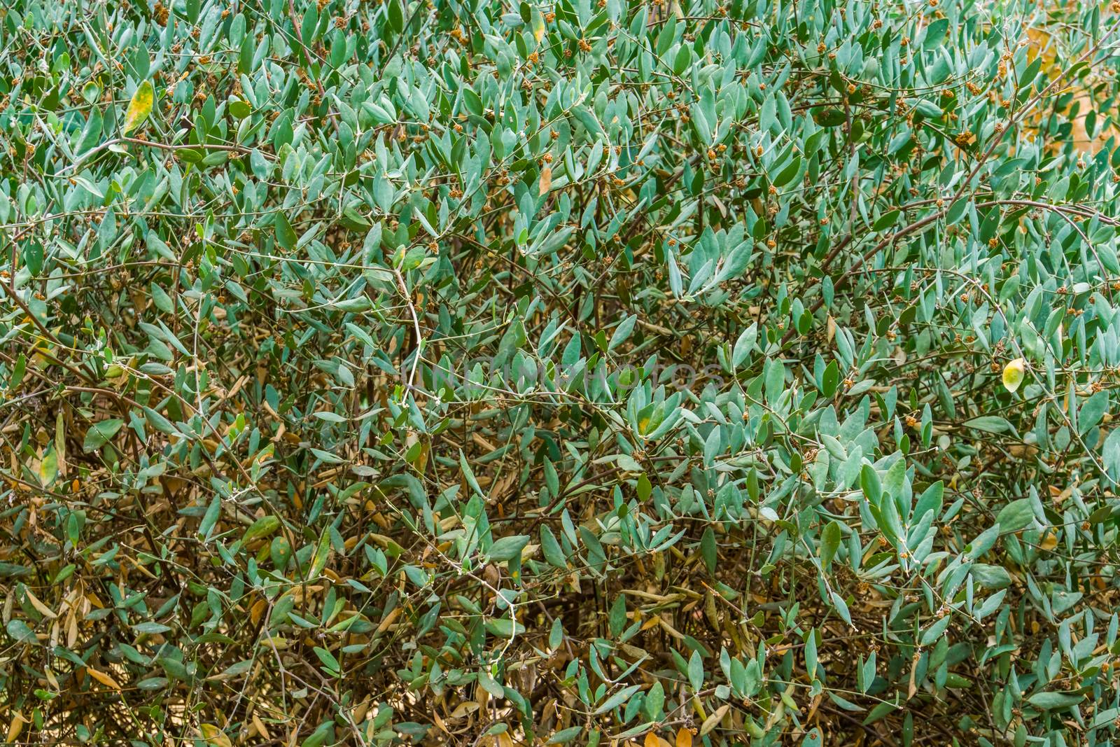 foliage of a jojoba bush, popular cultivated plant specie from the american desert