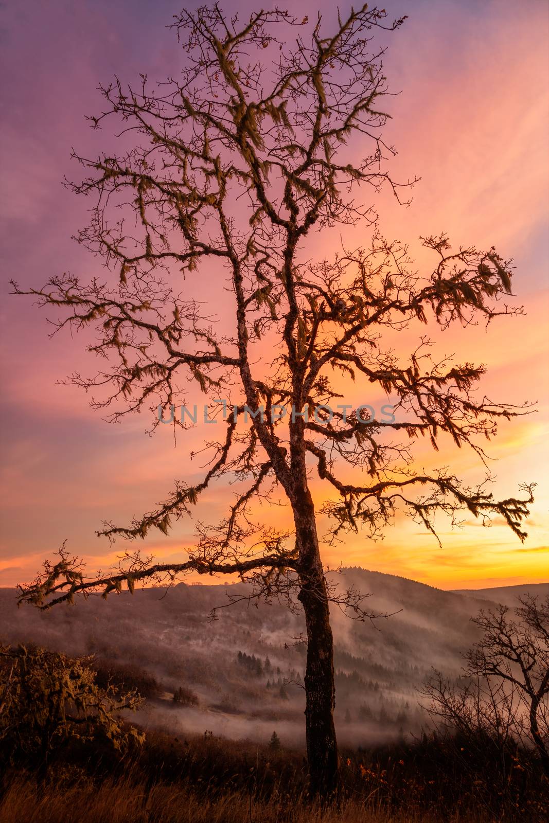 Lone Tree Watching Over the Valley at Sunset by backyard_photography