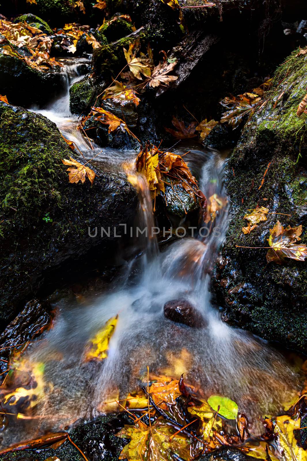 A small waterfall flows around fallen maple leaves in the northern California forest.
