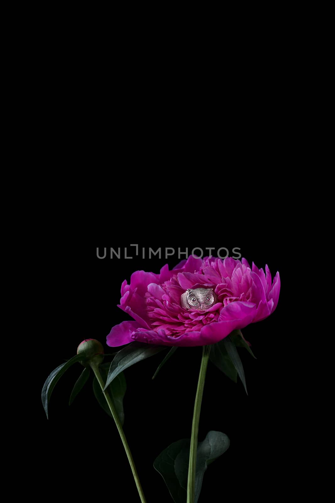 Unique original female silver owl ring in a peony flower isolated on black background. Stock phooto of luxury accessories.