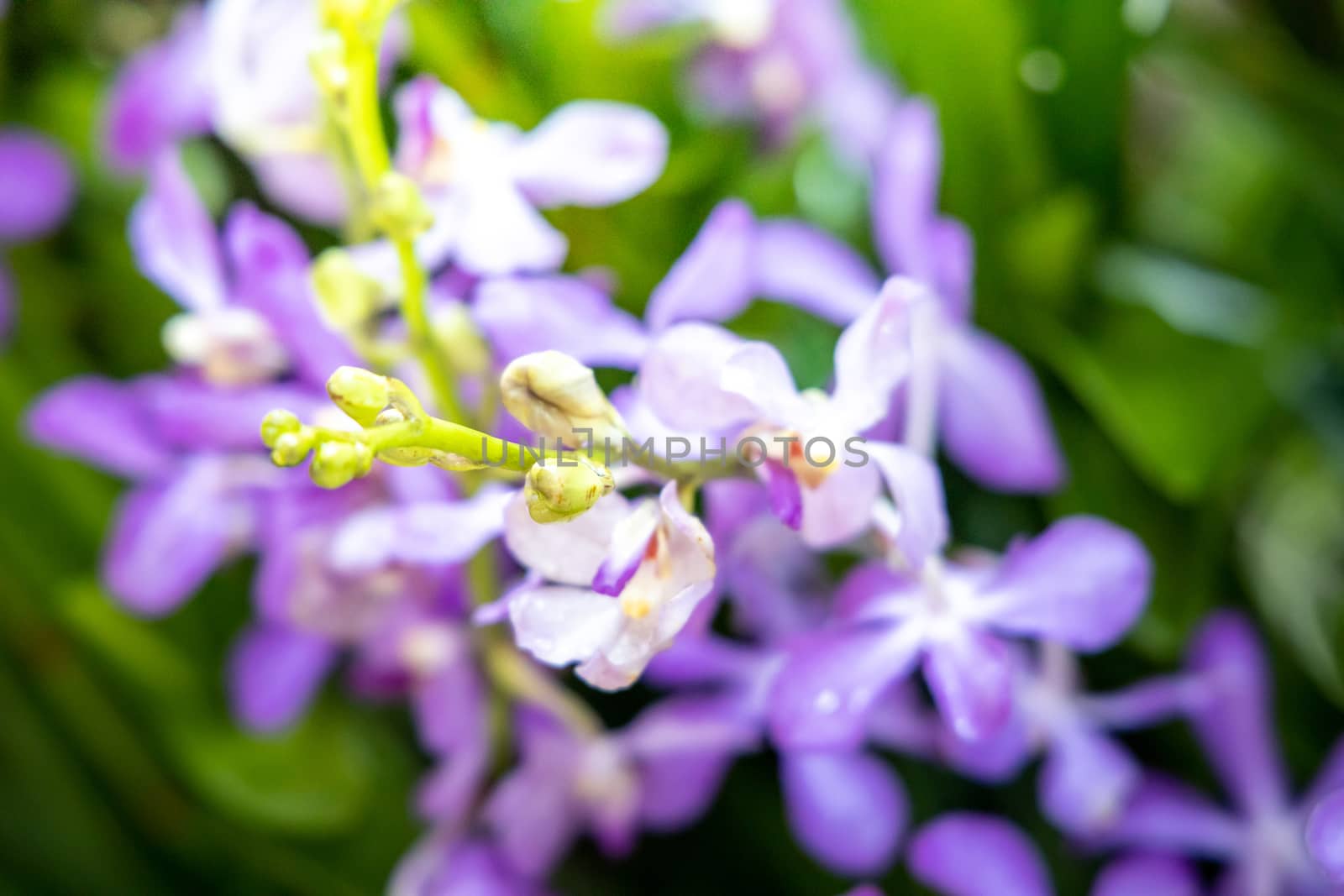 Beautiful blooming orchids in forest, On the bright sunshine