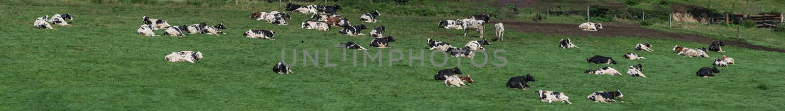 Cows on pasture  by JFsPic