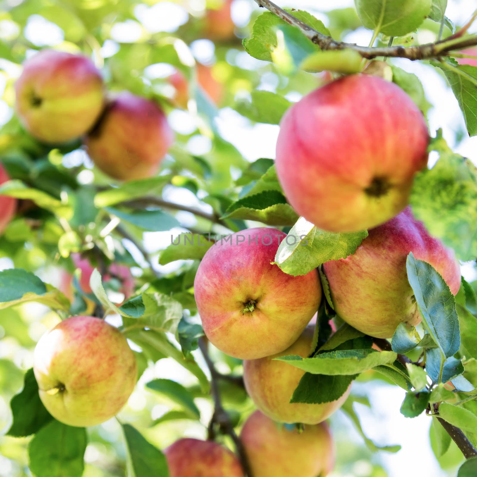 apples on a tree, apple tree foliage close-up blurry background by sveter