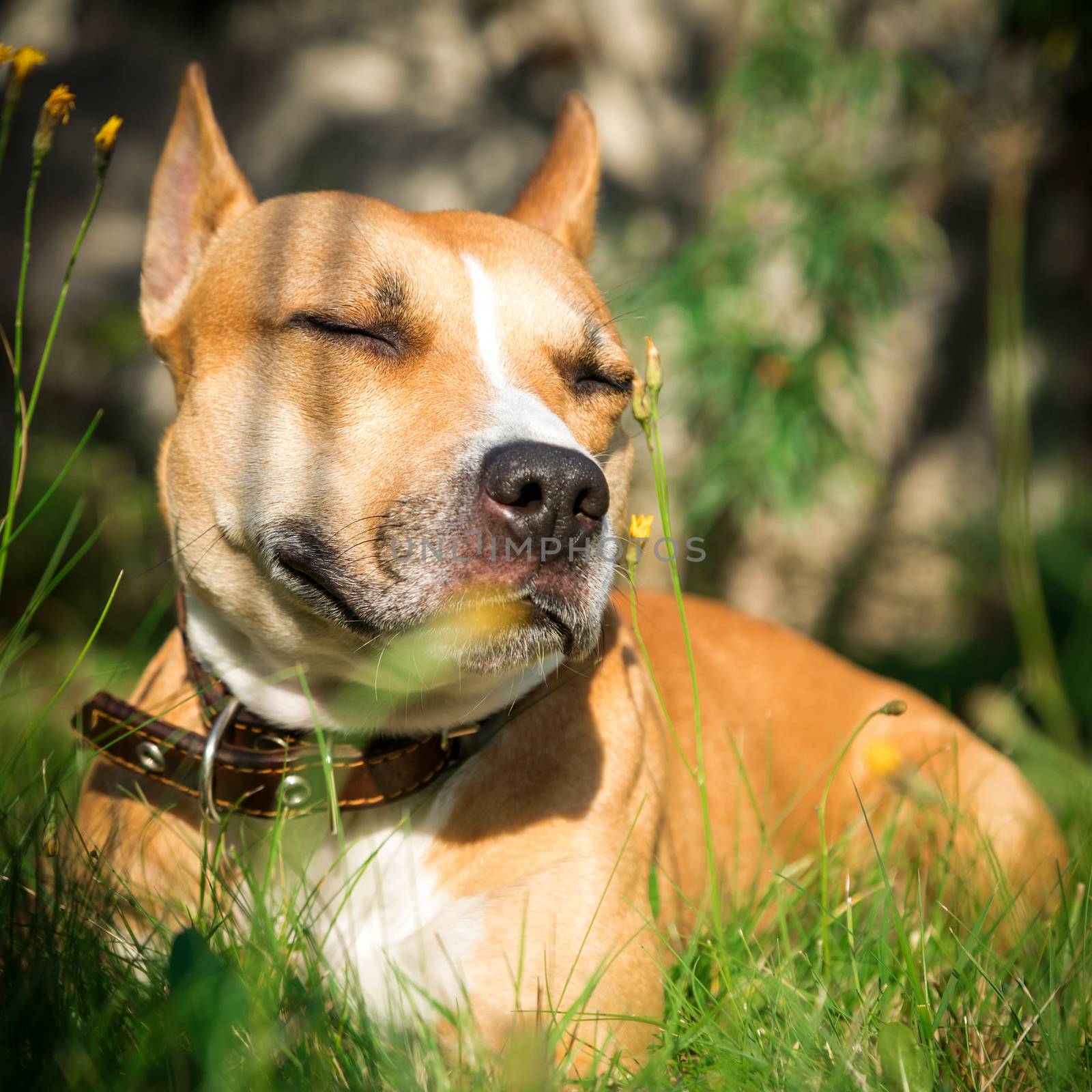 The lovely dog lies on a grass
