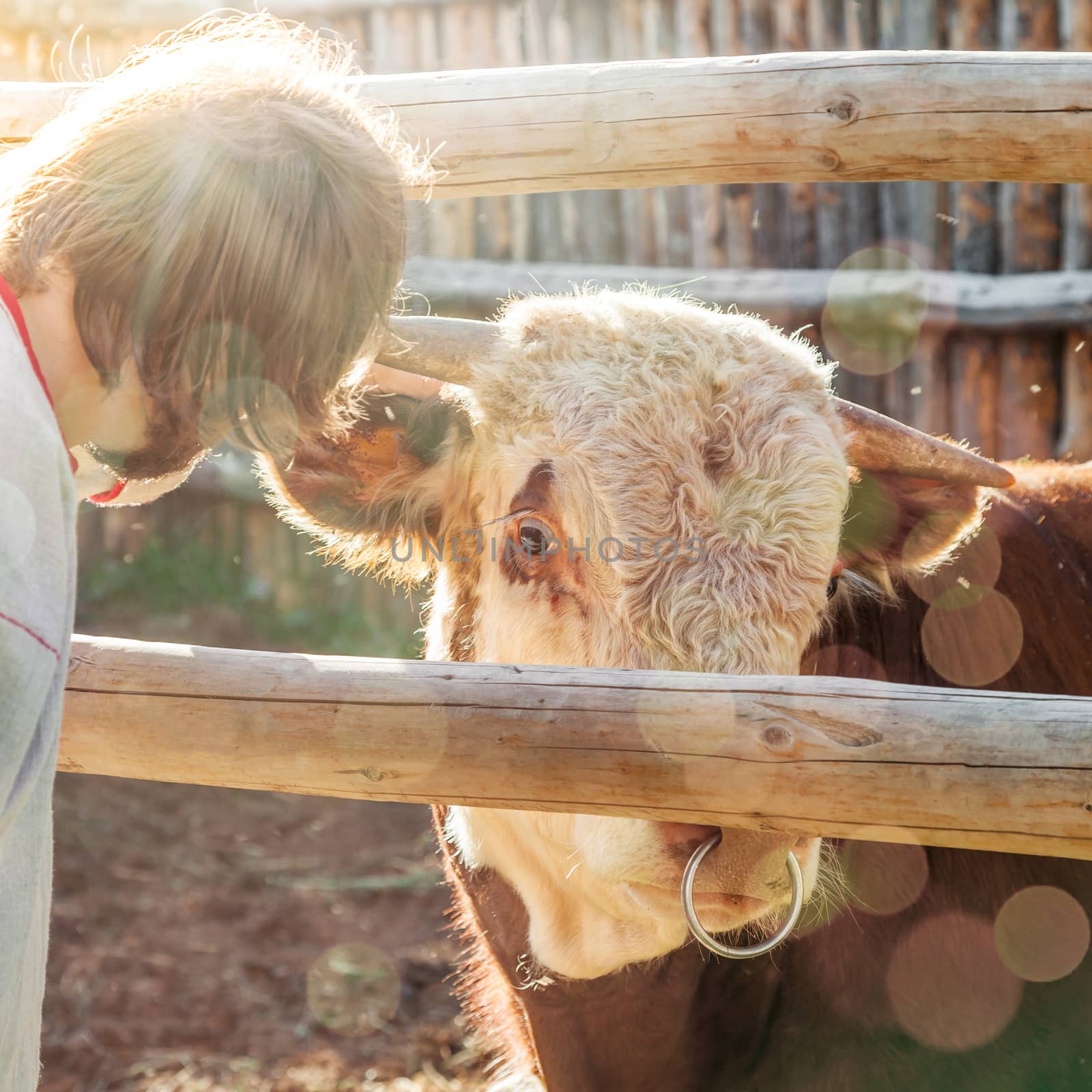 Big bull with a ring in a nose and the farmer