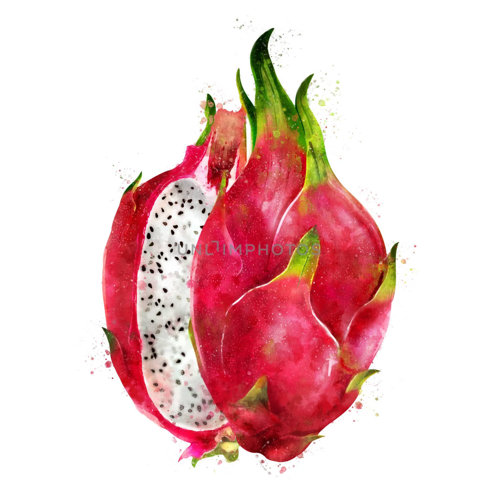 Dragon Fruit on white background. Watercolor illustration by ConceptCafe