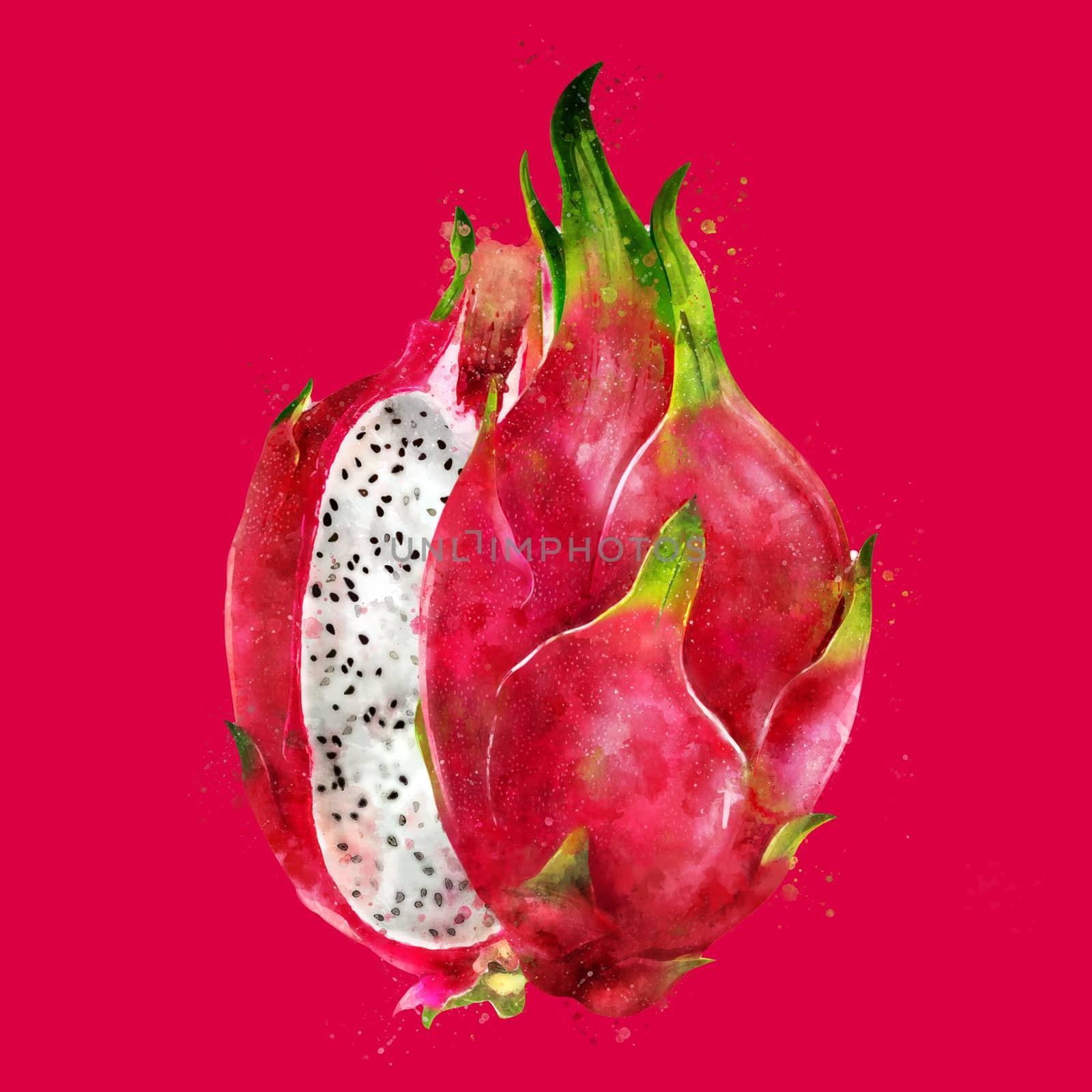 Dragon Fruit on red background. Watercolor illustration by ConceptCafe