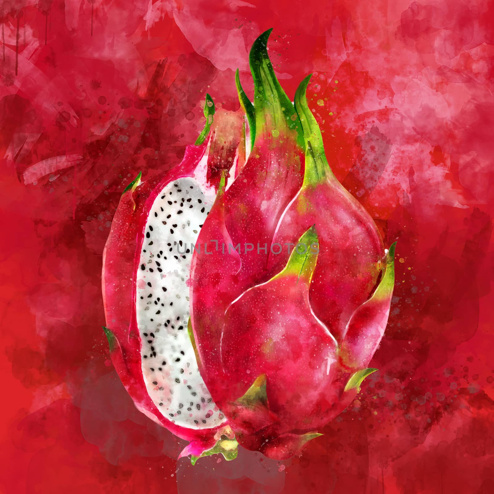 Dragon Fruit on red background. Watercolor illustration by ConceptCafe