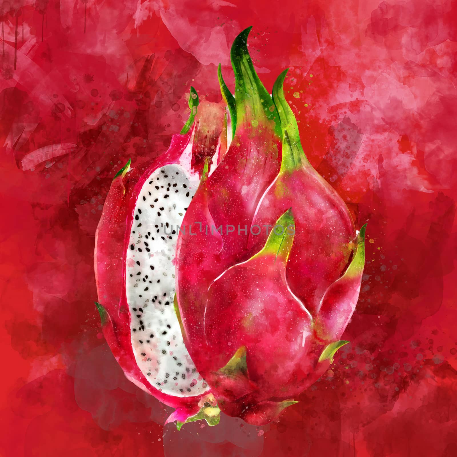 Dragon Fruit, hand-painted illustration on a red background