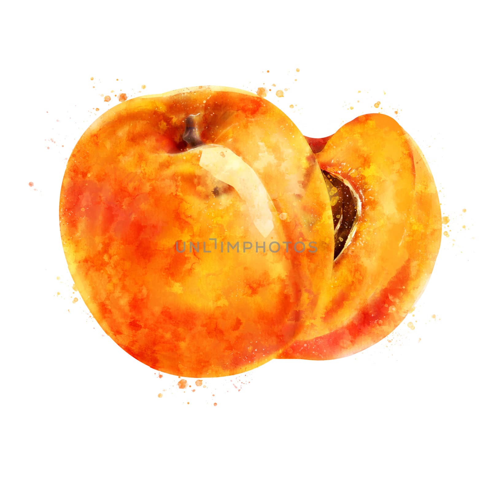 Apricot, isolated hand-painted illustration on a white background