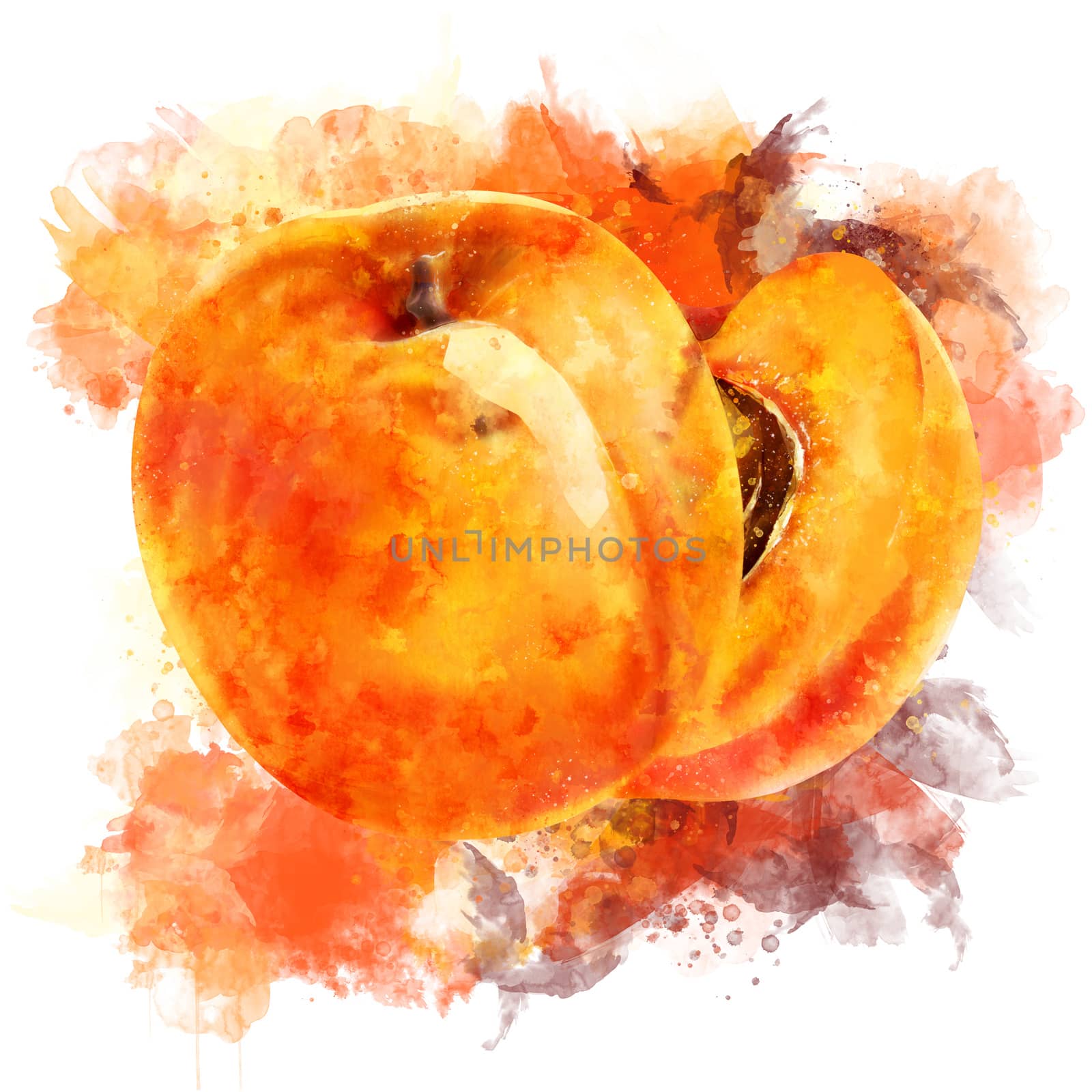 Apricot, isolated hand-painted illustration on a white background