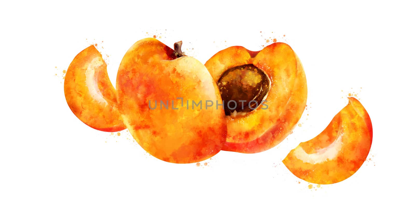 Apricot, isolated hand-painted illustration on a white background