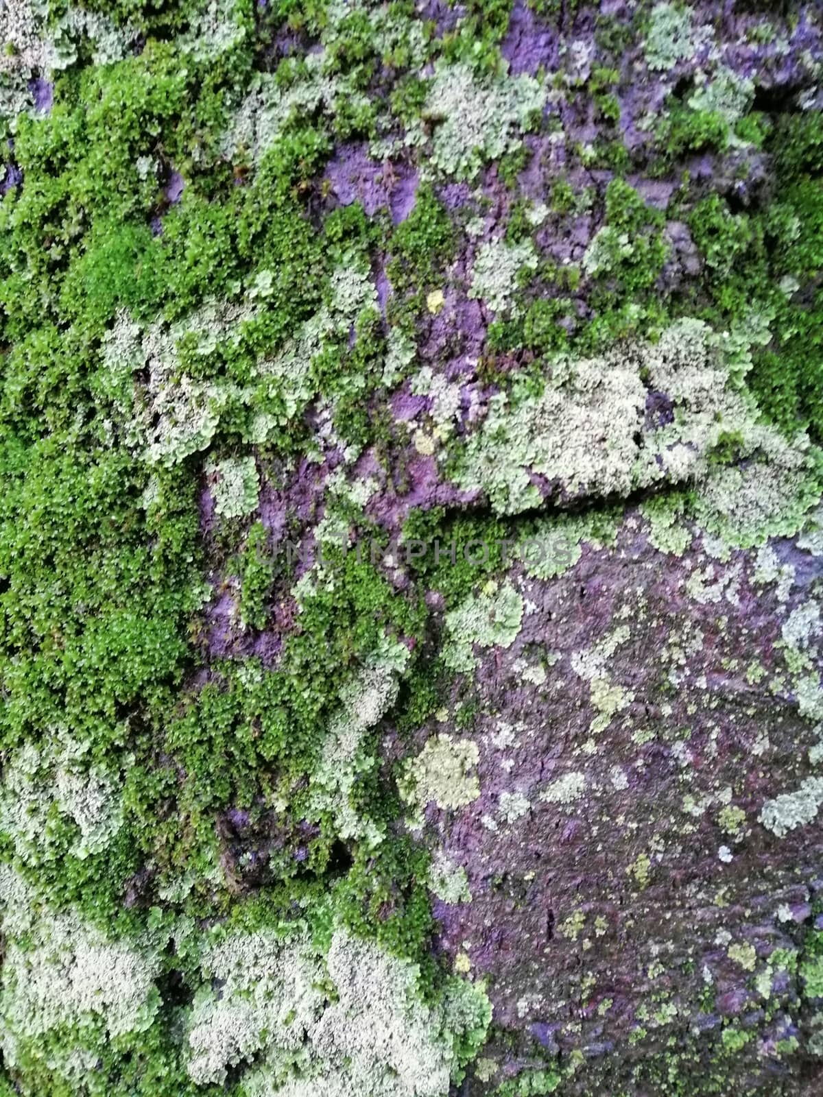 Close up of gray old wood with mossy textured pattern