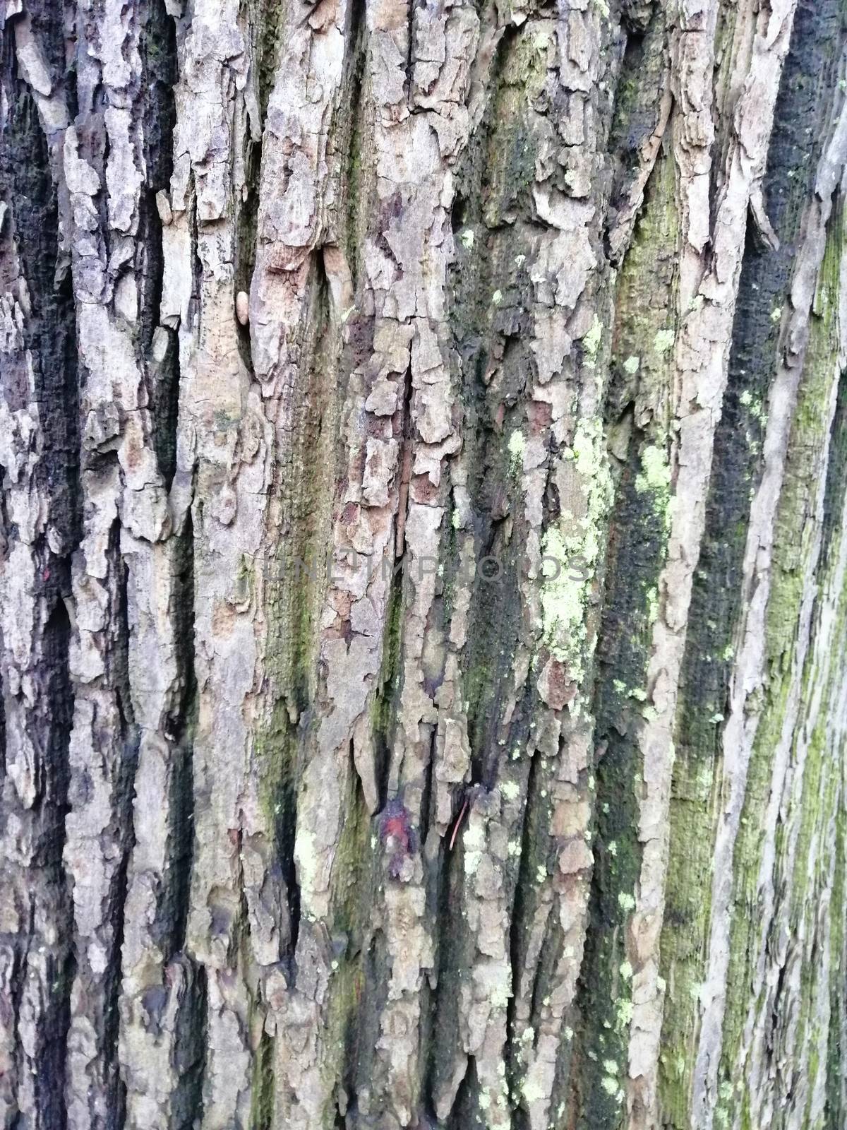 Gray tree bark textured background images. Old tree bark by Lenkapenka