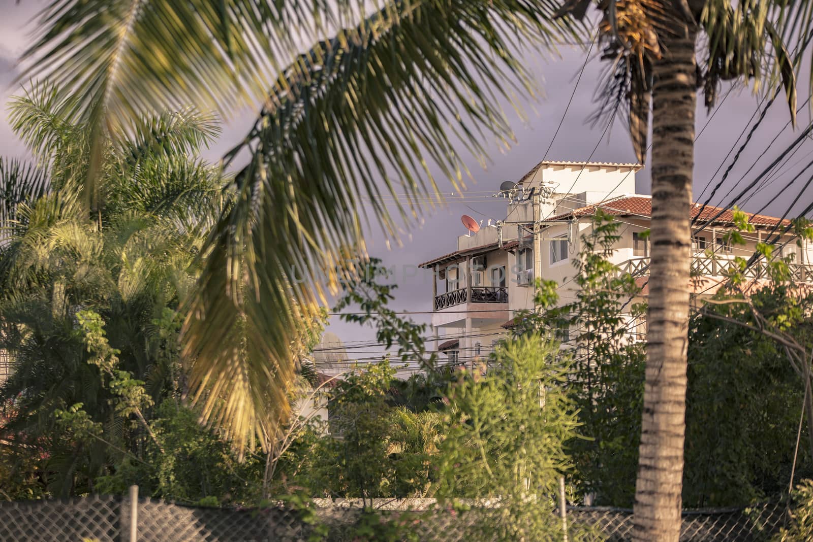 Palm and Houses in Dominican Republic in Bayahibe