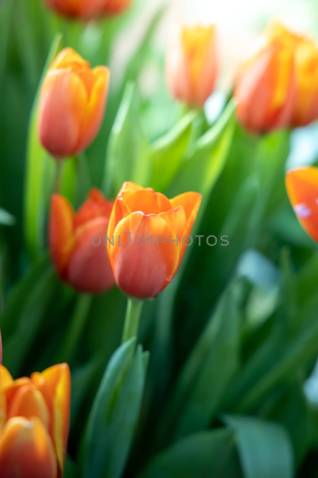 Beautiful bouquet of tulips. colorful tulips. nature background by teerawit