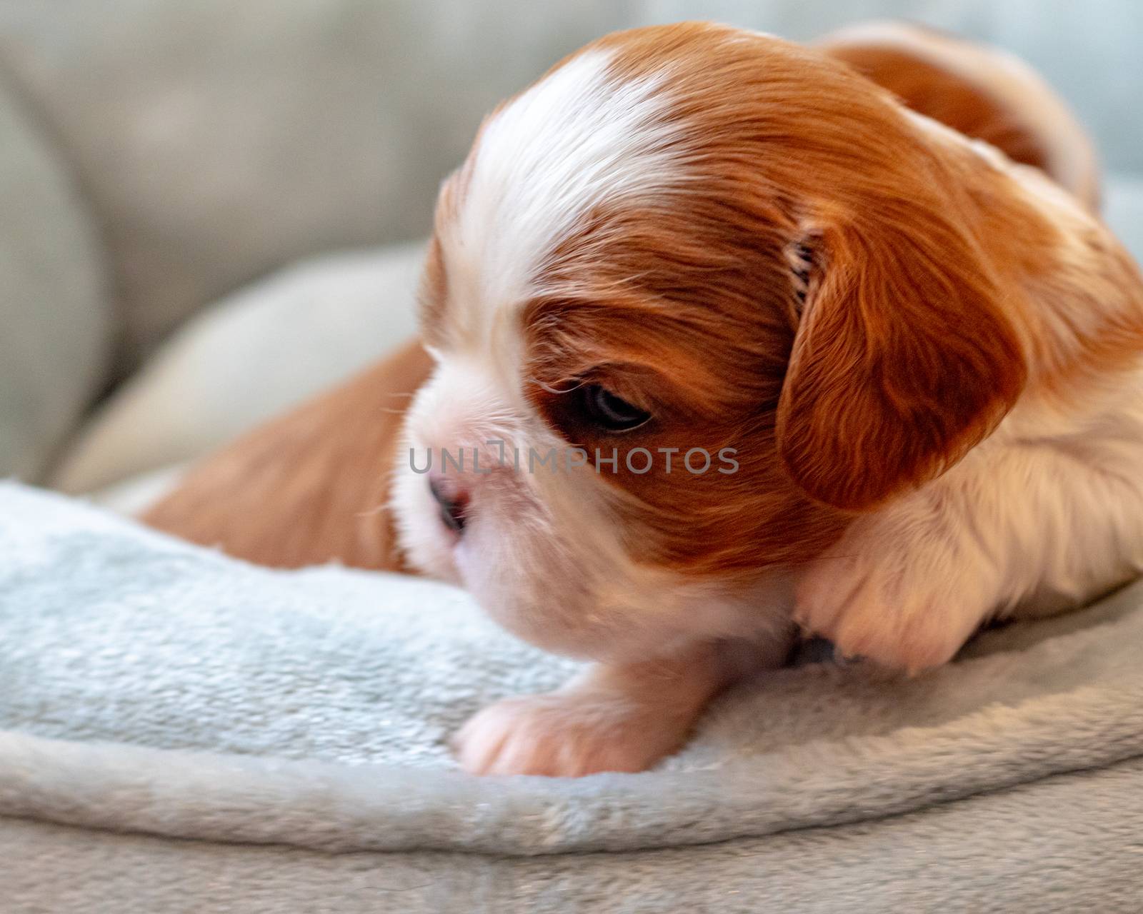 A newborn Cavalier King Charles Spaniel puppy perks its head up as it lies on the edge of a soft dog bed. The puppy has the breed's Blenheim coloring of reddish brown and white.