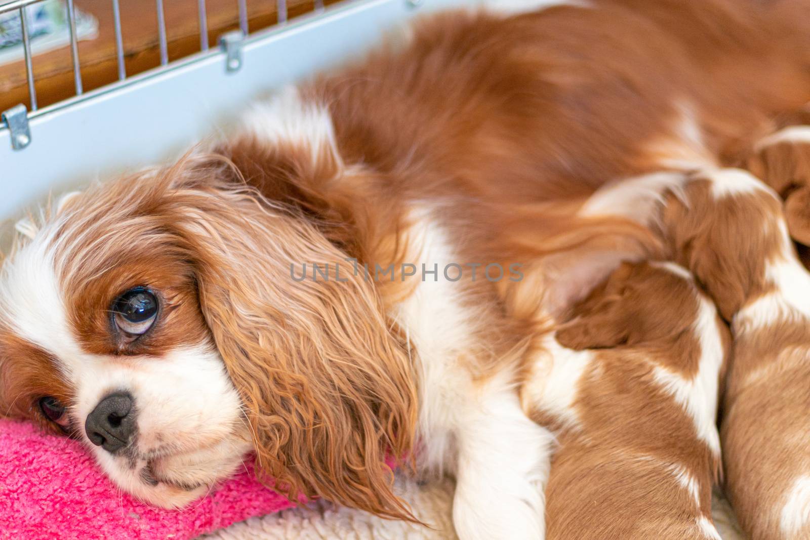 A female Cavalier King Charles Spaniel lies in a dog bed nursing her newborn puppies. The mother rests her head on a pink pillow for the feeding, as the babies help themselves to her milk.