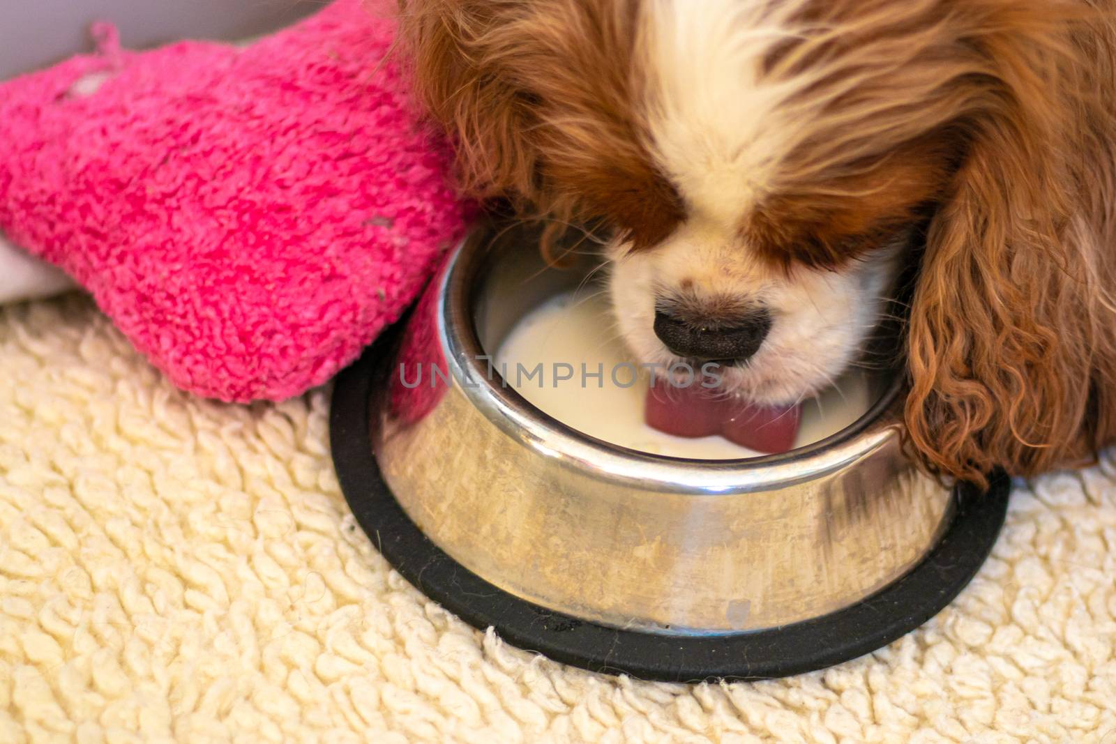 A Cavalier Kind Charles Spaniel with Blenheim coloring drinks milk from a metal dog bowl. On a soft surface