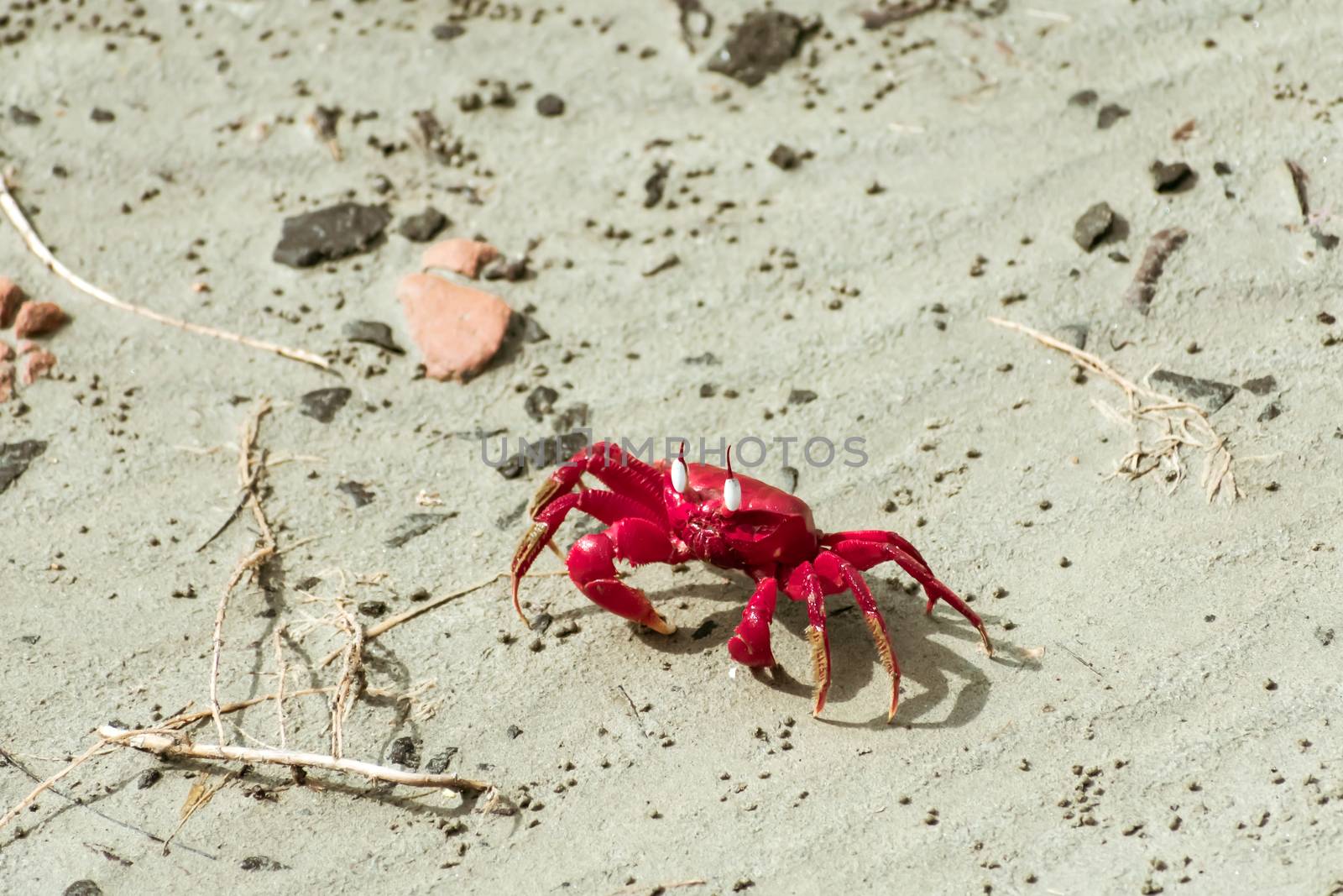 Christmas Island red crab (Gecarcoidea natalis), a Brachyura land crab or red crazy ant shellfish Gecarcinidae species that is endemic to Christmas Island and Cocos (Keeling) Islands in Indian Ocean.