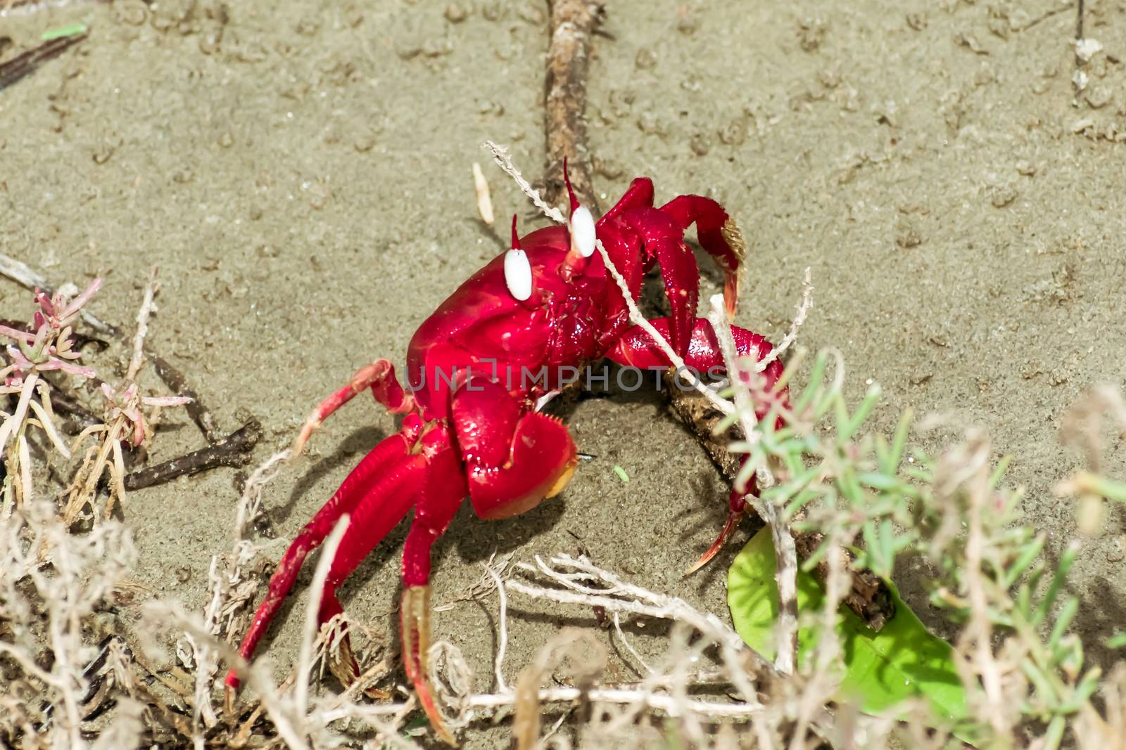 Christmas Island red crab (Gecarcoidea natalis), a Brachyura land crab or red crazy ant shellfish Gecarcinidae species that is endemic to Christmas Island and Cocos (Keeling) Islands in Indian Ocean.