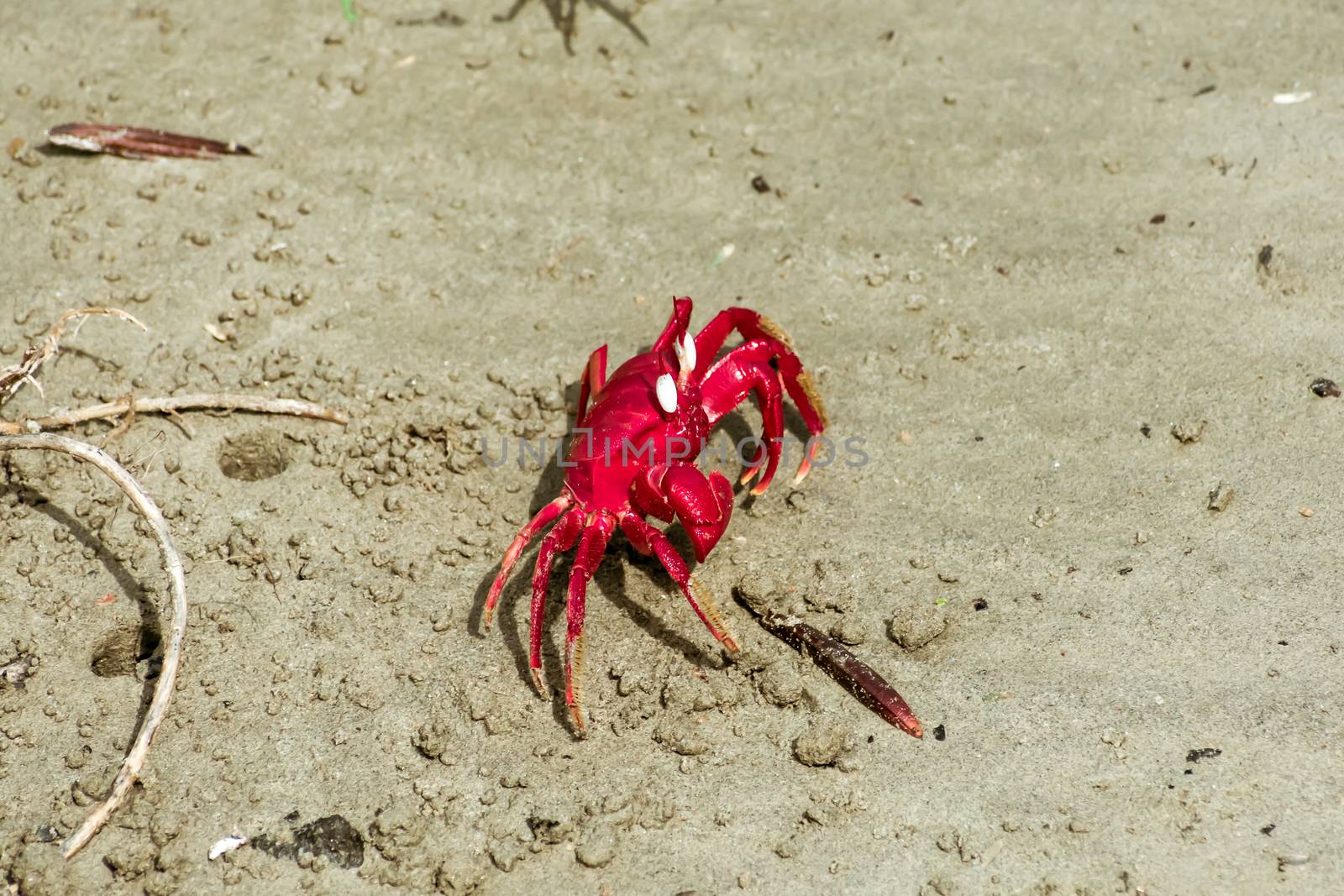 Christmas Island red crab (Gecarcoidea natalis), a Brachyura land crab or red crazy ant shellfish Gecarcinidae species that is endemic to Christmas Island and Cocos (Keeling) Islands in Indian Ocean.