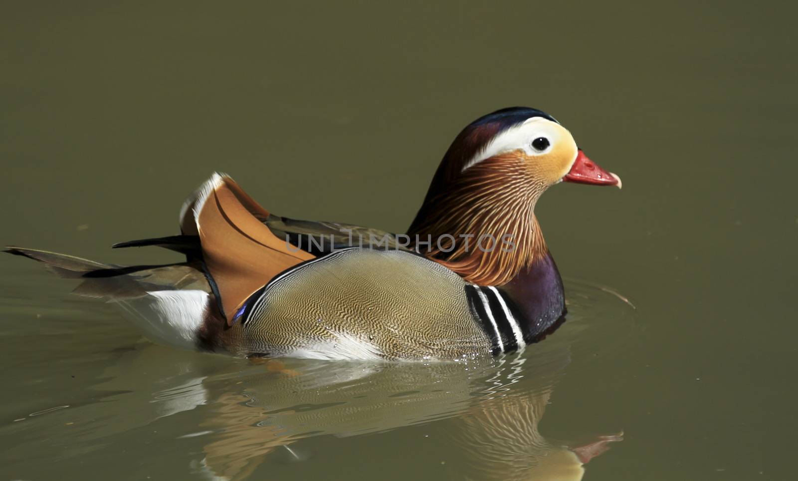 very beautiful mandarin duck on a pond by mariephotos