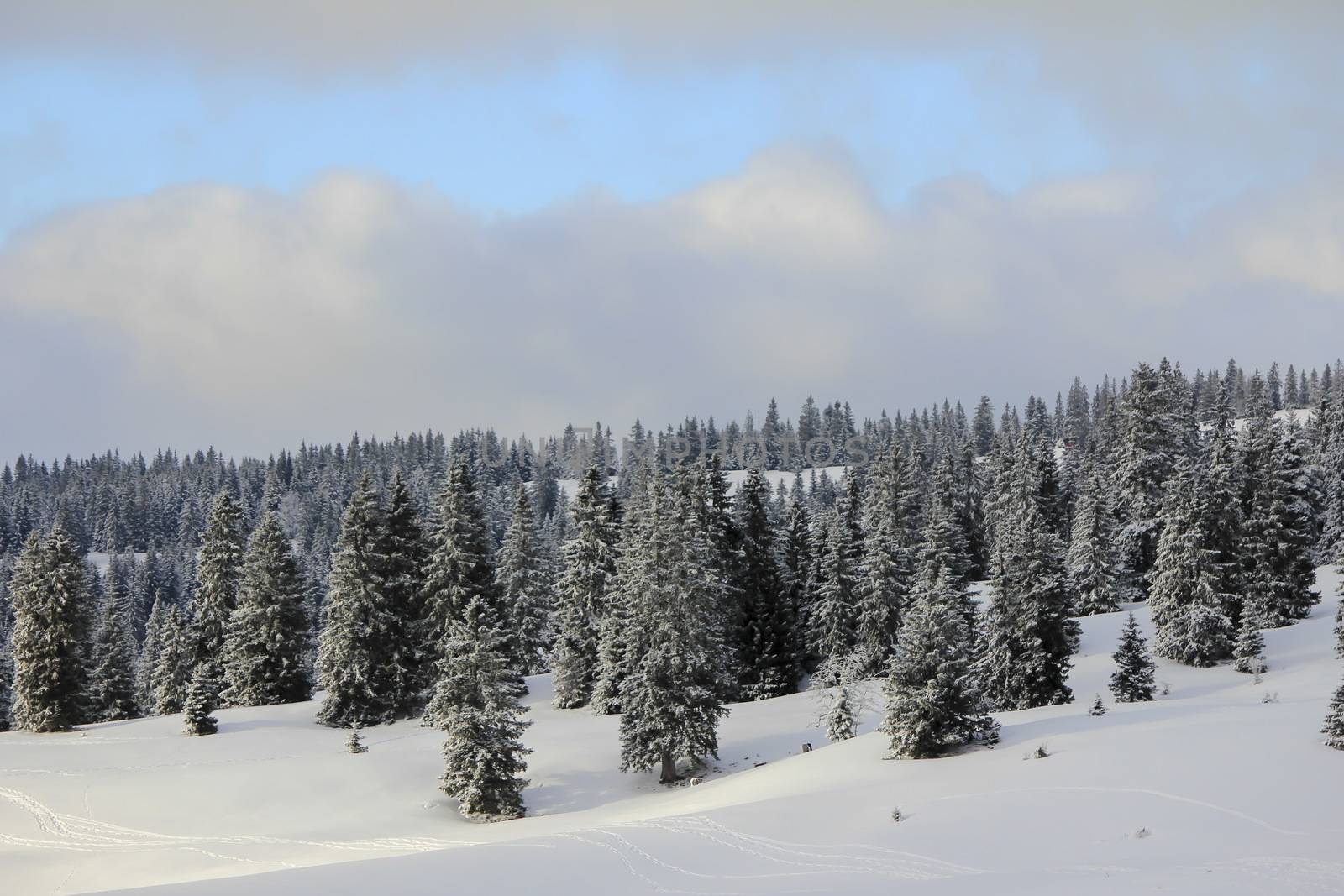 very beautiful winter landscape with fir trees by mariephotos