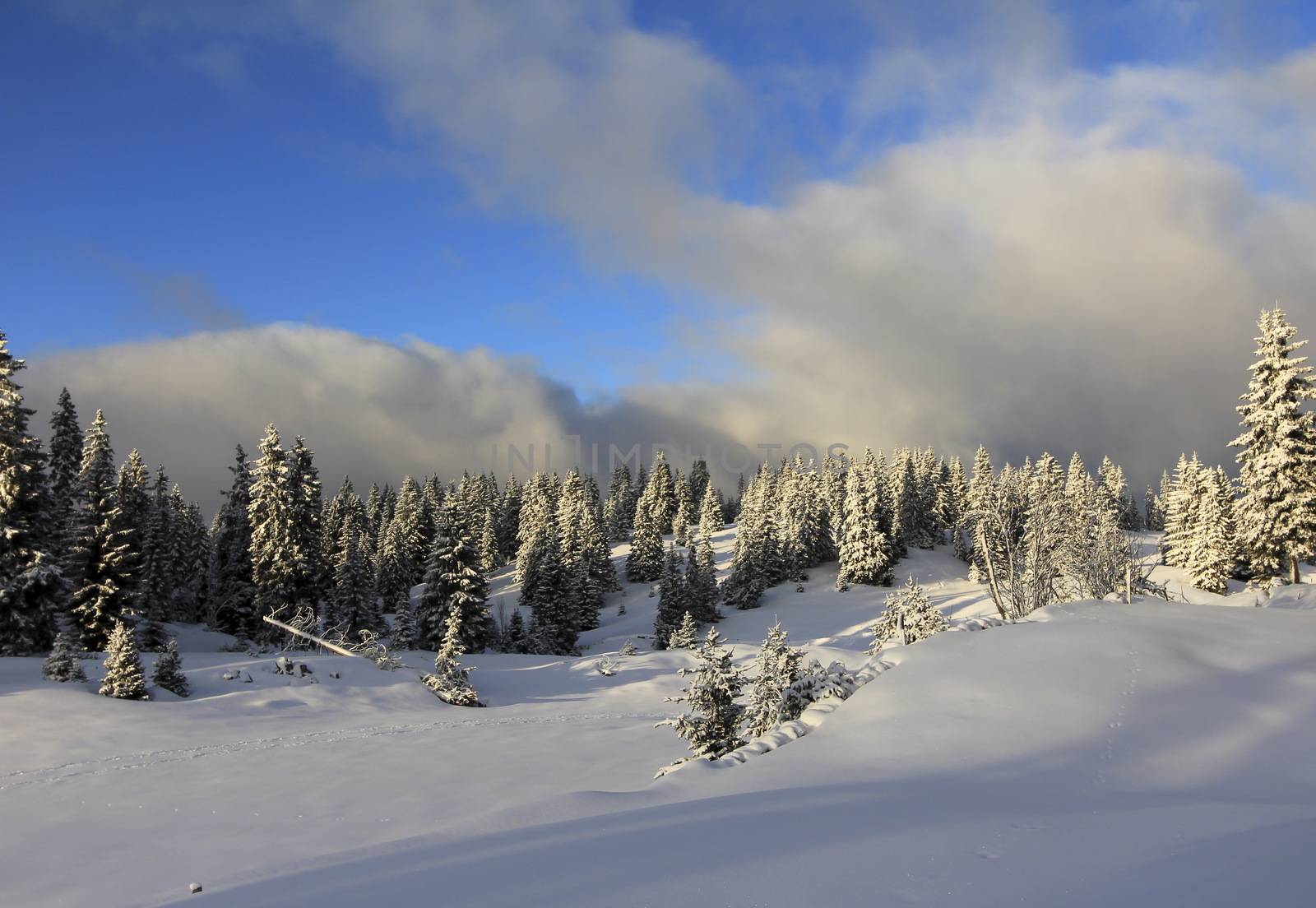 very beautiful winter landscape with fir trees white