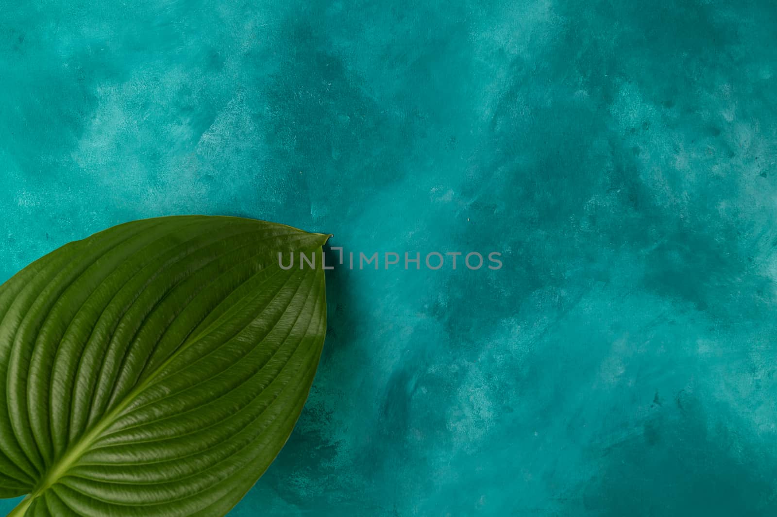 A big plant leaf on turquoise background. Leaf lies in left down corner. Good for mockup, template, for any object and edit. 