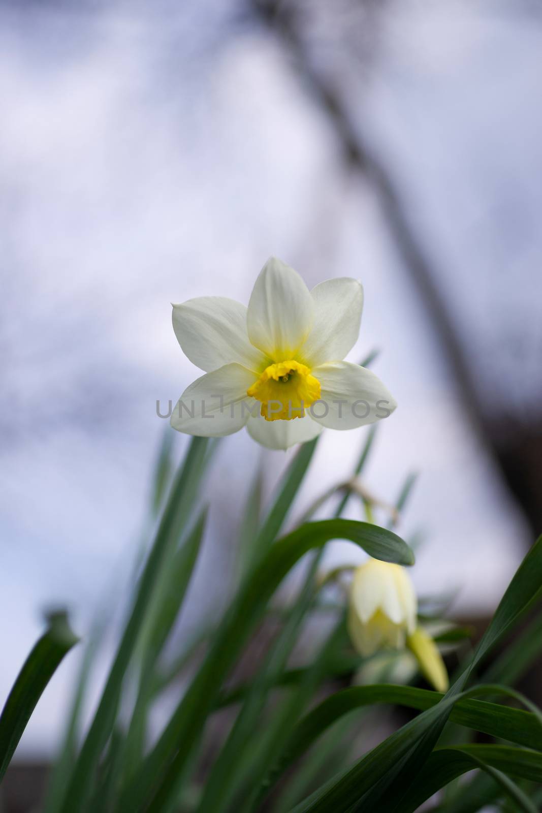 White daffodil flower on light blurred background by alexsdriver