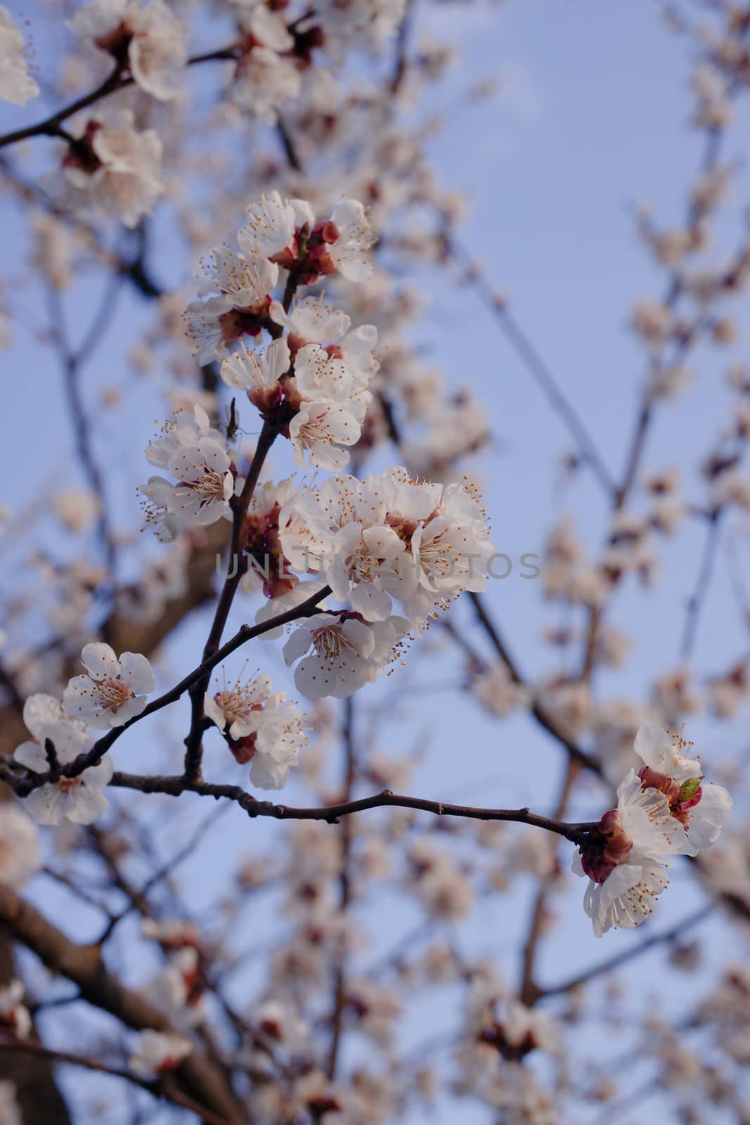 Apricot flowers on blurred blue sky background. Sprind day