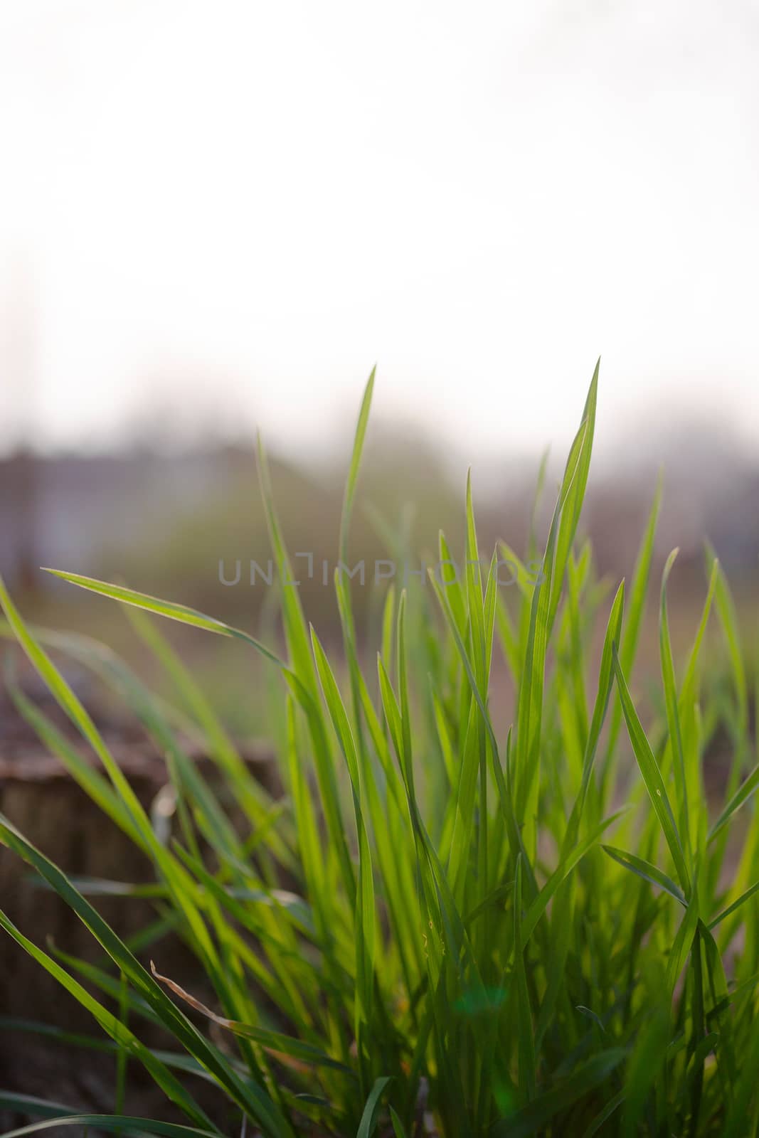 A grass opposite the sun on blurred background