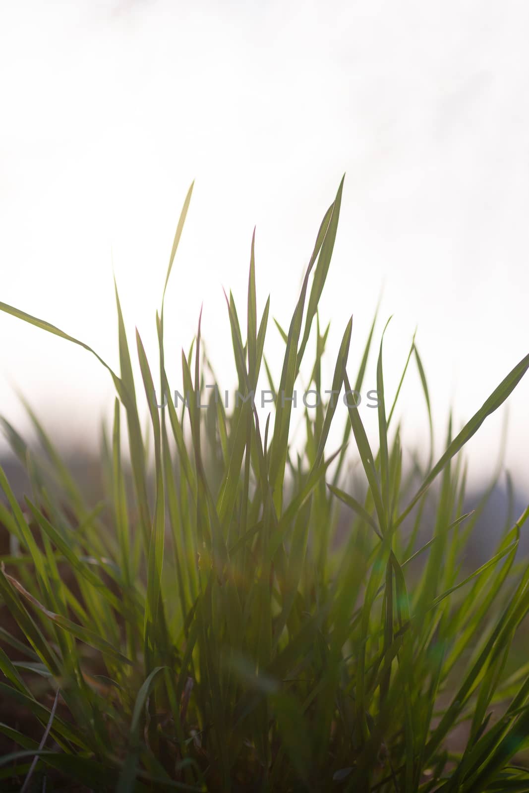 A grass opposite the sun on blurred background by alexsdriver