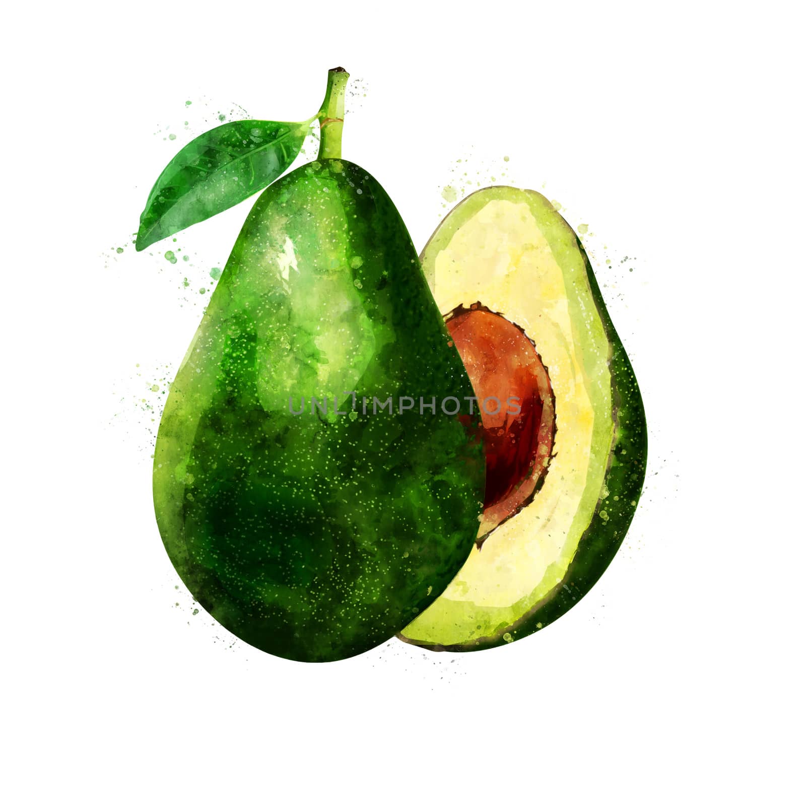 Avocado, isolated hand-painted illustration on a white background