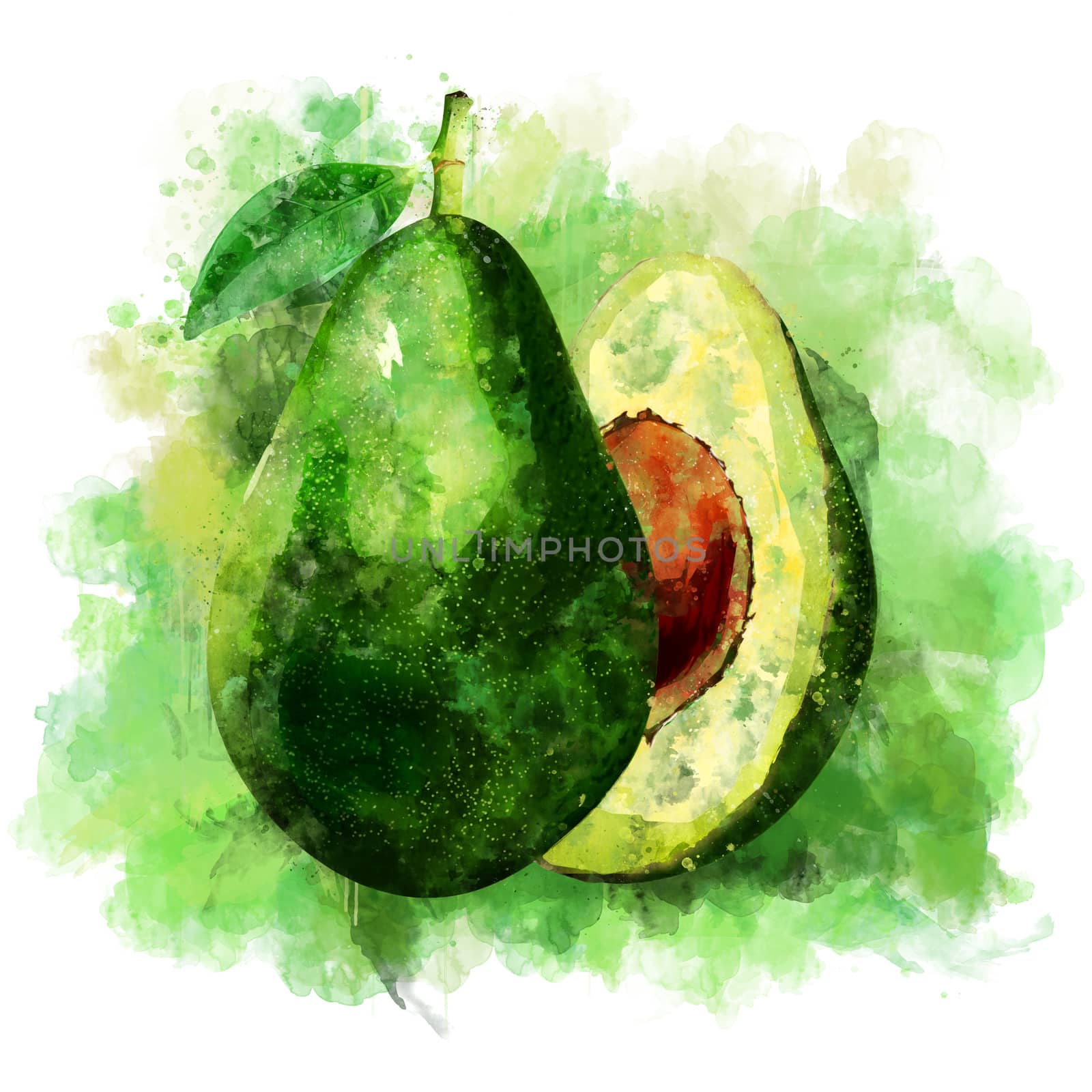 Avocado, isolated hand-painted illustration on a white background