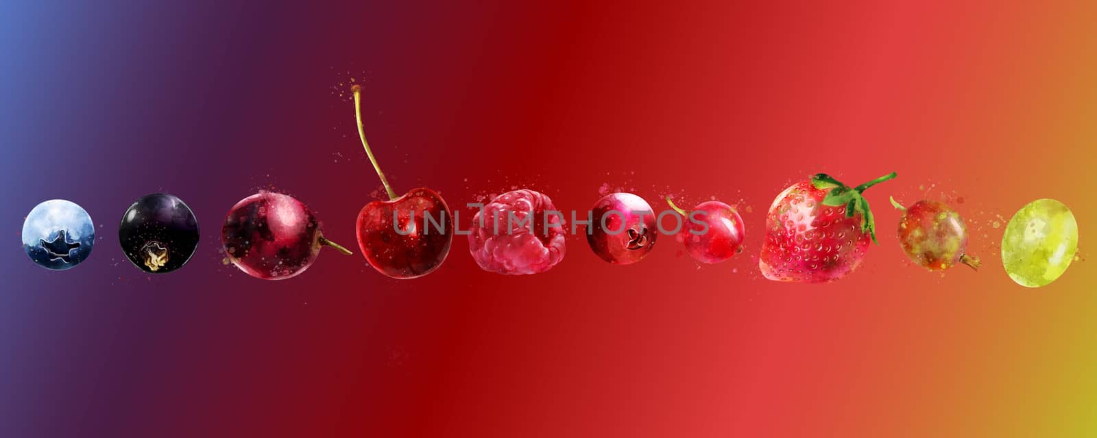 Cherries, strawberries, gooseberries, blueberries, raspberries, currants, blackberries, grapes and cranberries illustrations.