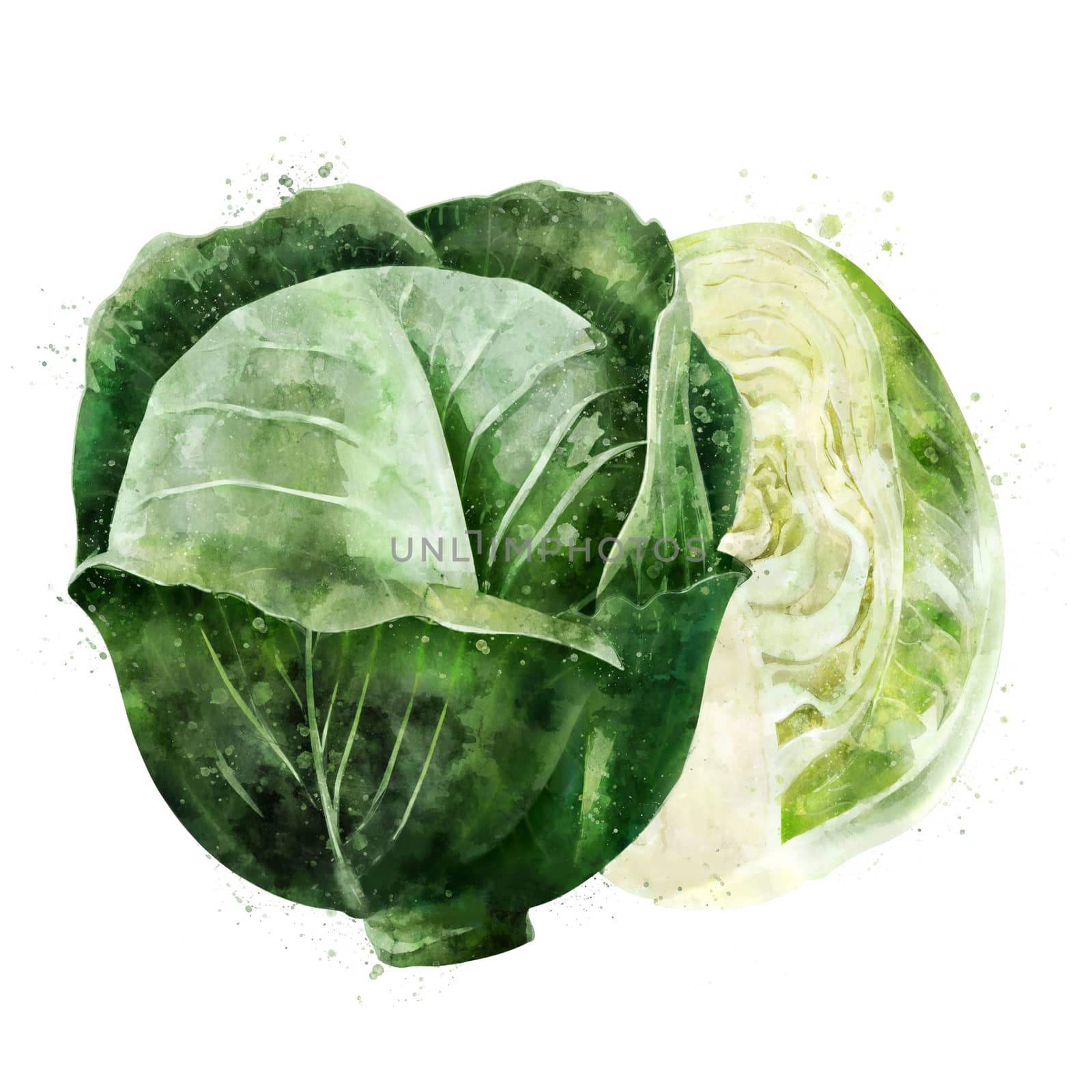 Cabbage on white background. Watercolor illustration by ConceptCafe