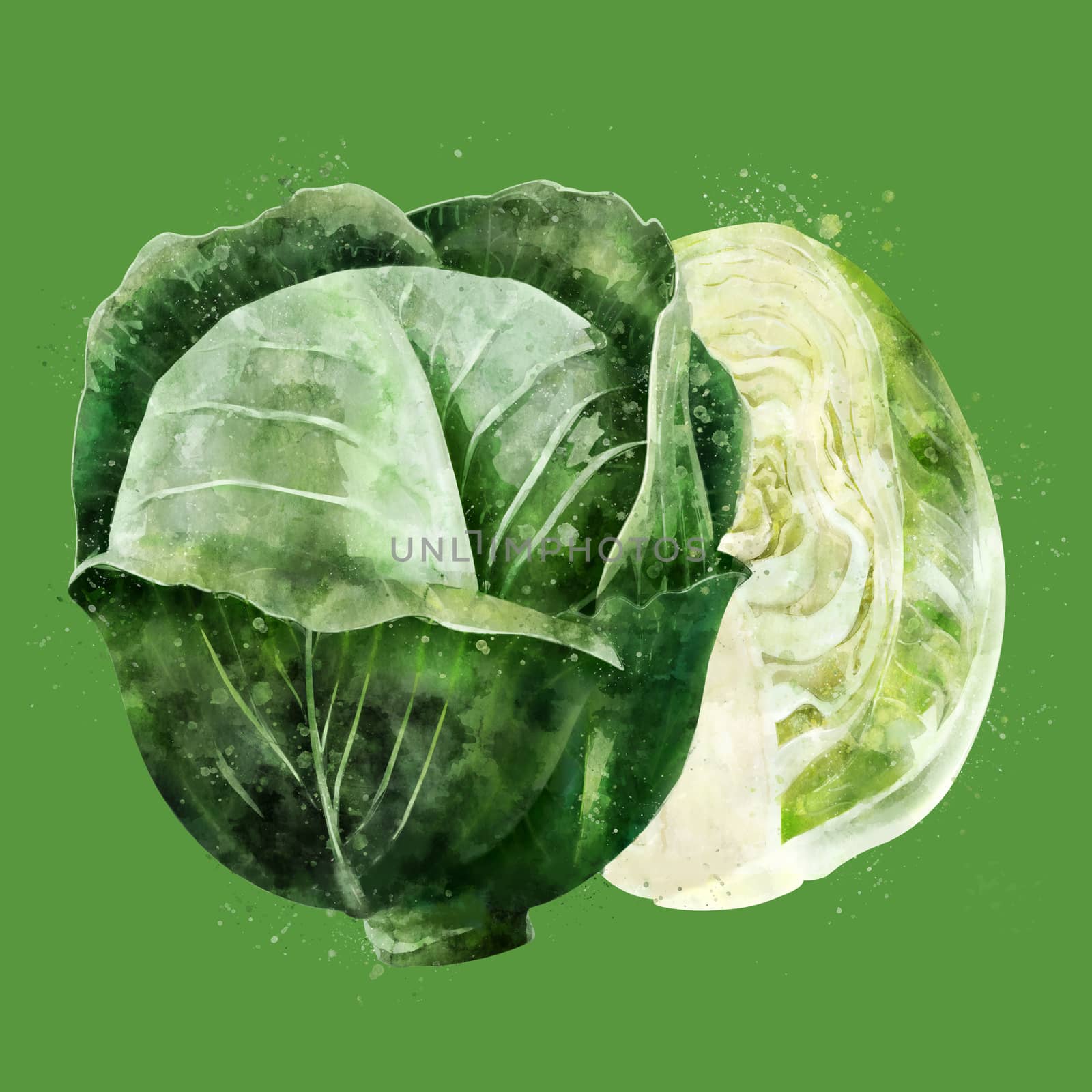 Cabbage on green background. Watercolor illustration by ConceptCafe