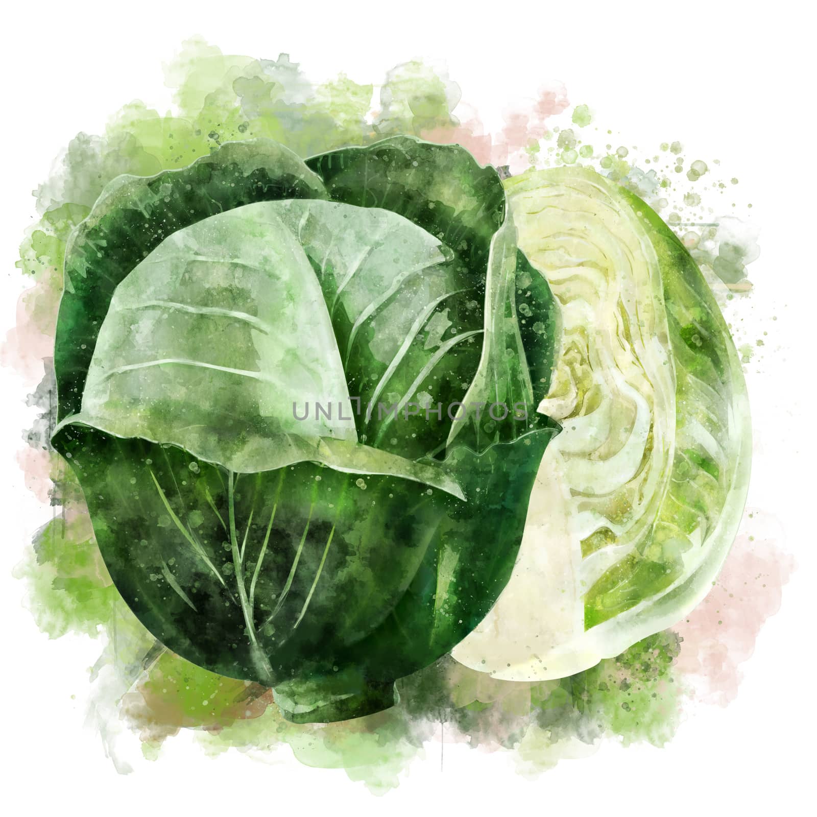 Cabbage, isolated illustration on a white background